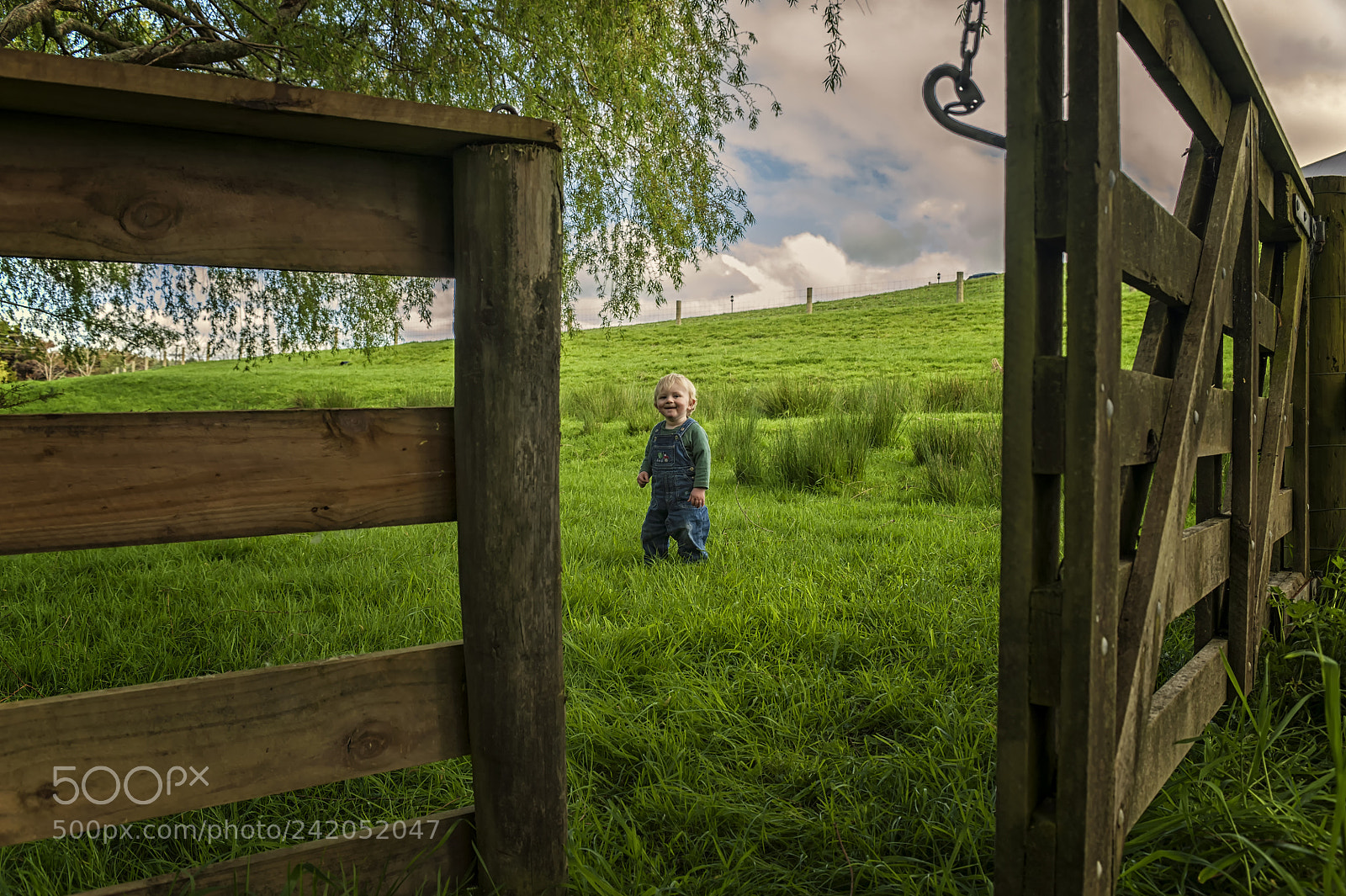 Nikon D700 sample photo. Little boy, waimauku photography