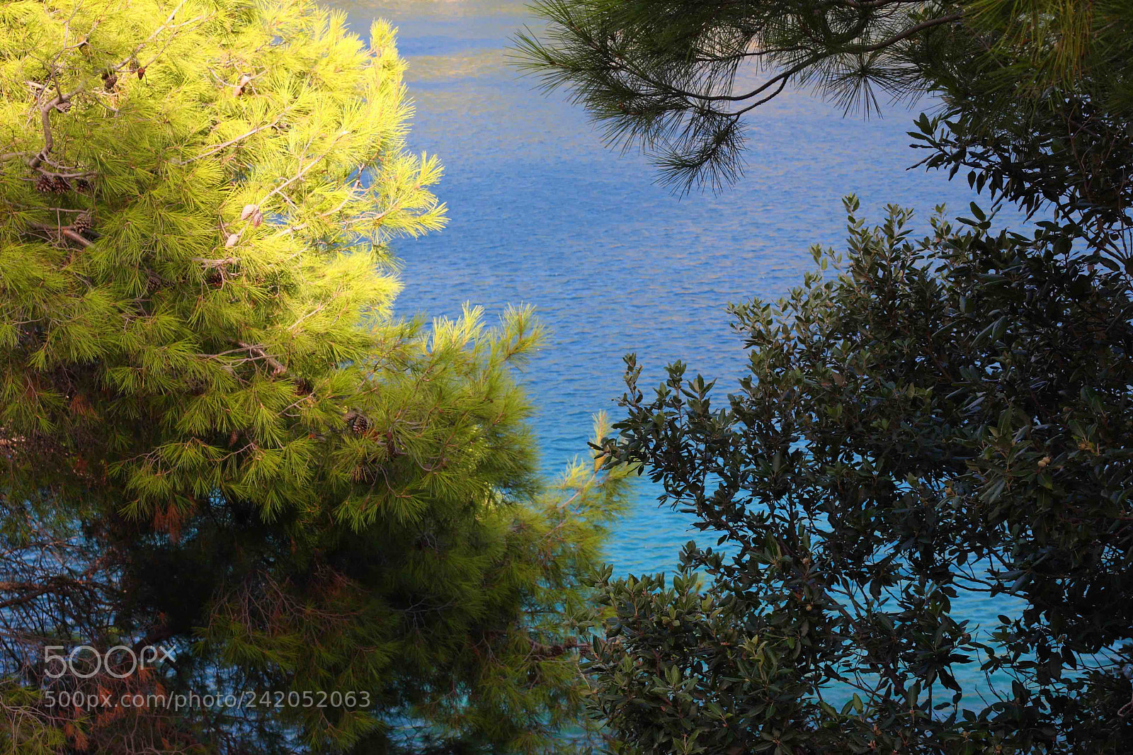 Canon EOS 40D sample photo. Green and blue photography