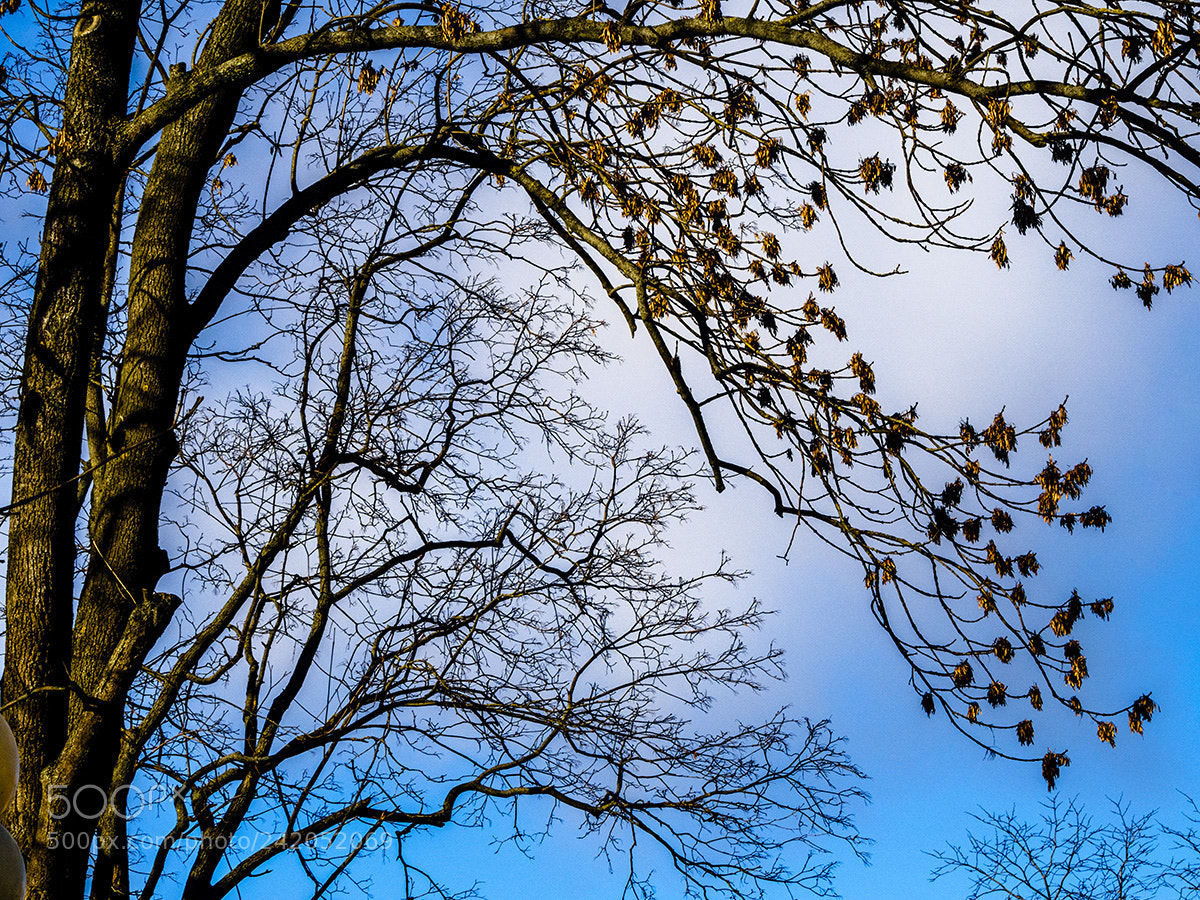 Olympus OM-D E-M10 sample photo. Fill the sky photography