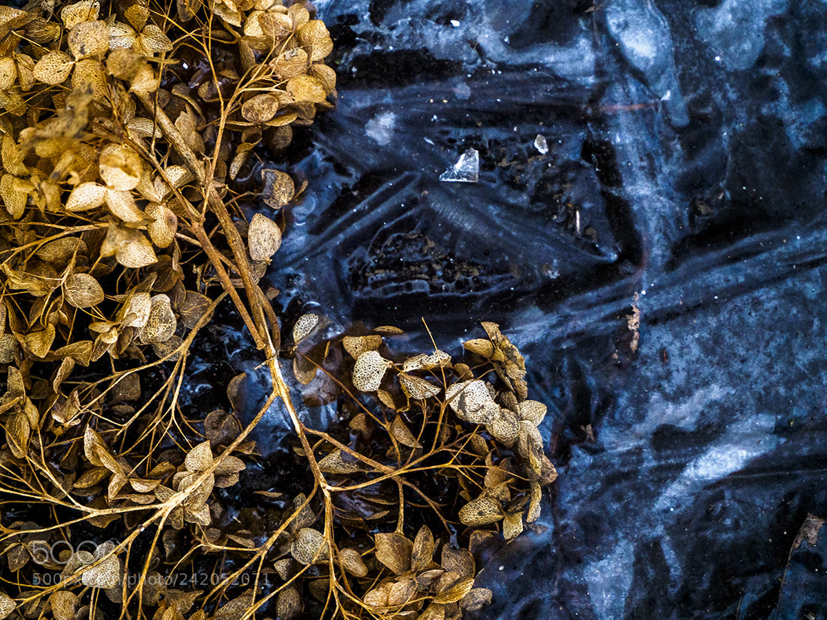 Olympus OM-D E-M10 sample photo. Ice photography
