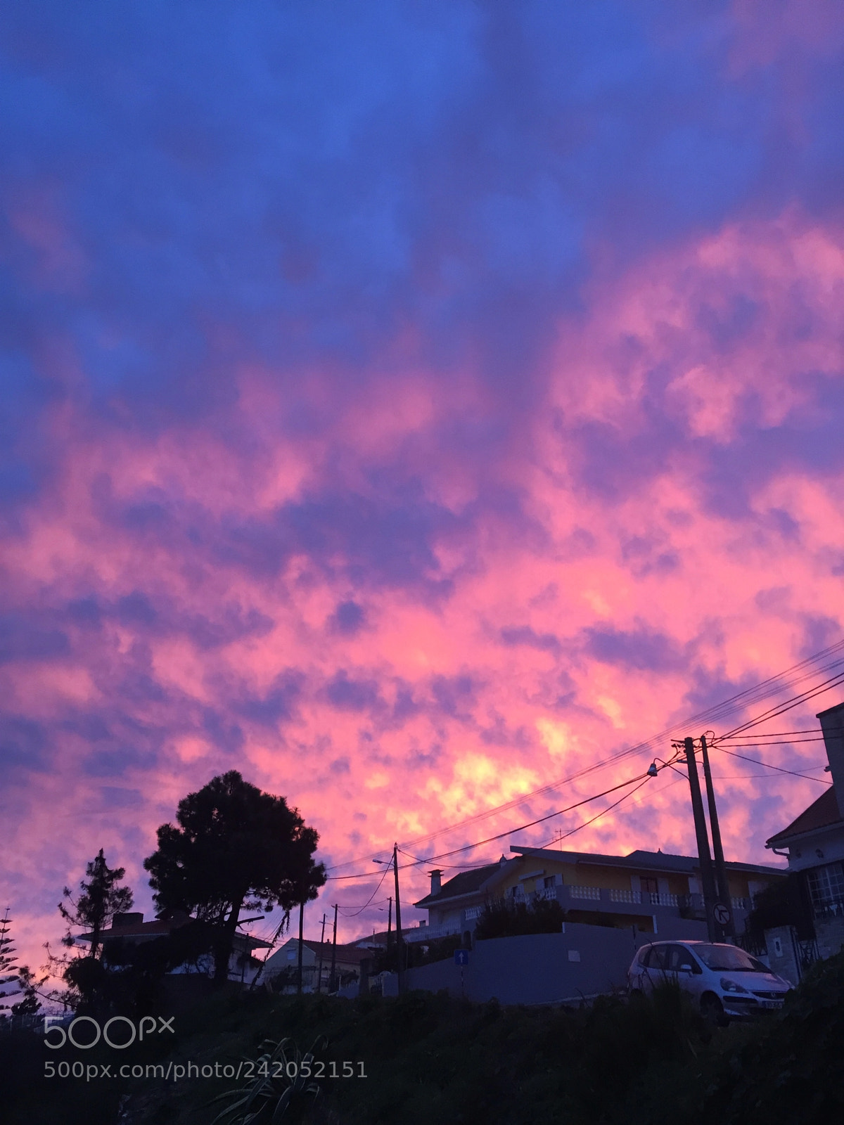 Apple iPhone 6 sample photo. Purple. photography