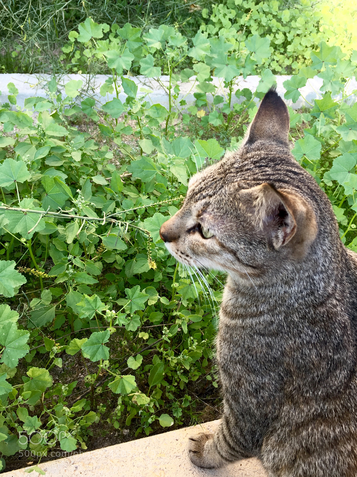 Apple iPhone 6 sample photo. Friend photography