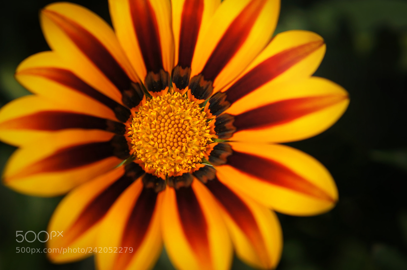 Sony Alpha NEX-5N sample photo. A little sun flower photography