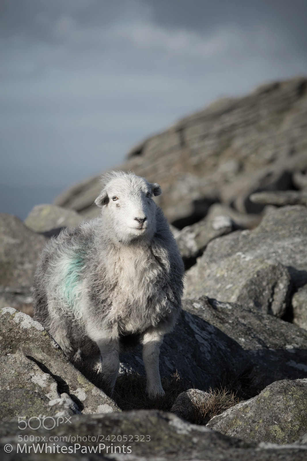 Nikon D7100 sample photo. Sheep on dartmoor photography