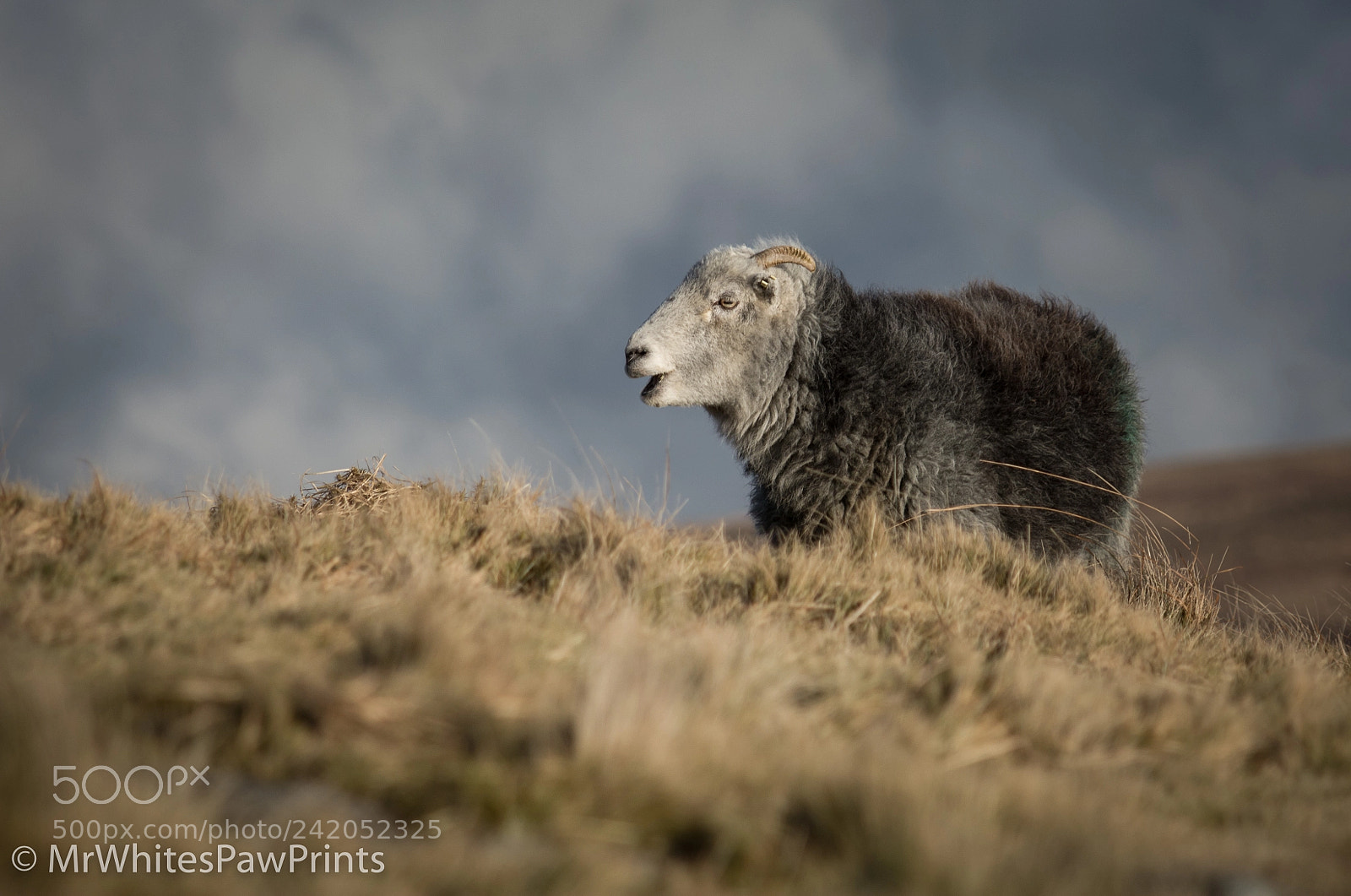 Nikon D7100 sample photo. Sheep on dartmoor photography