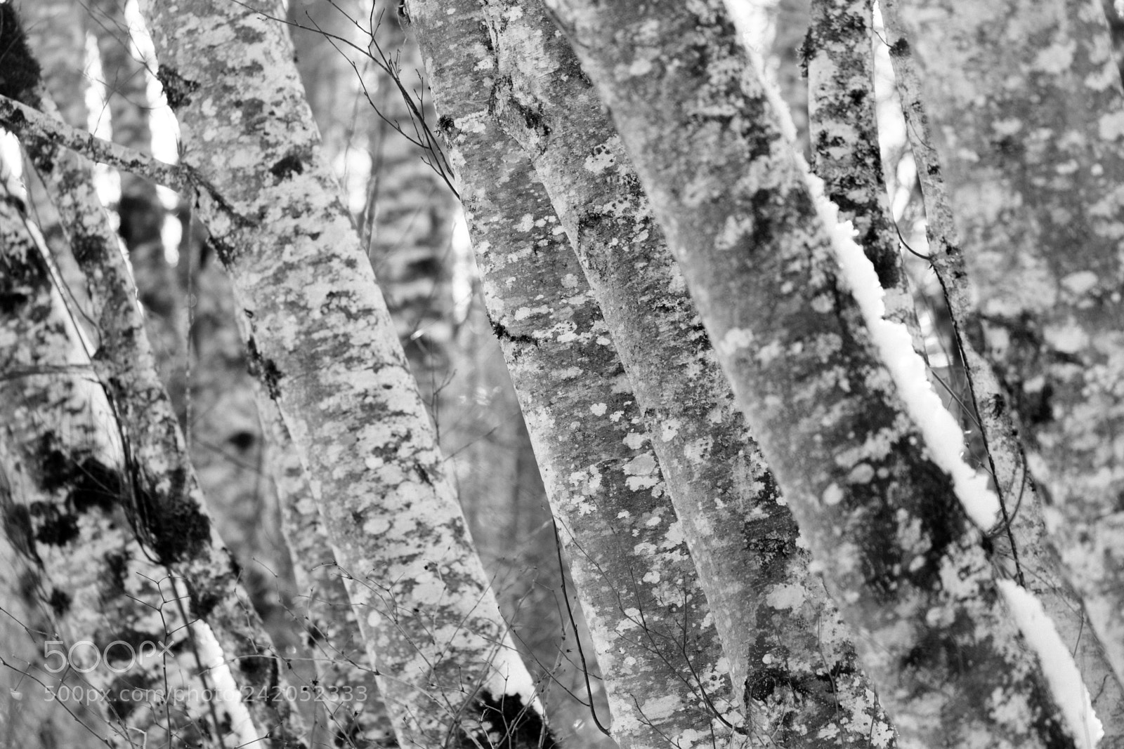 Fujifilm X-Pro2 sample photo. Paradise valley trees in photography