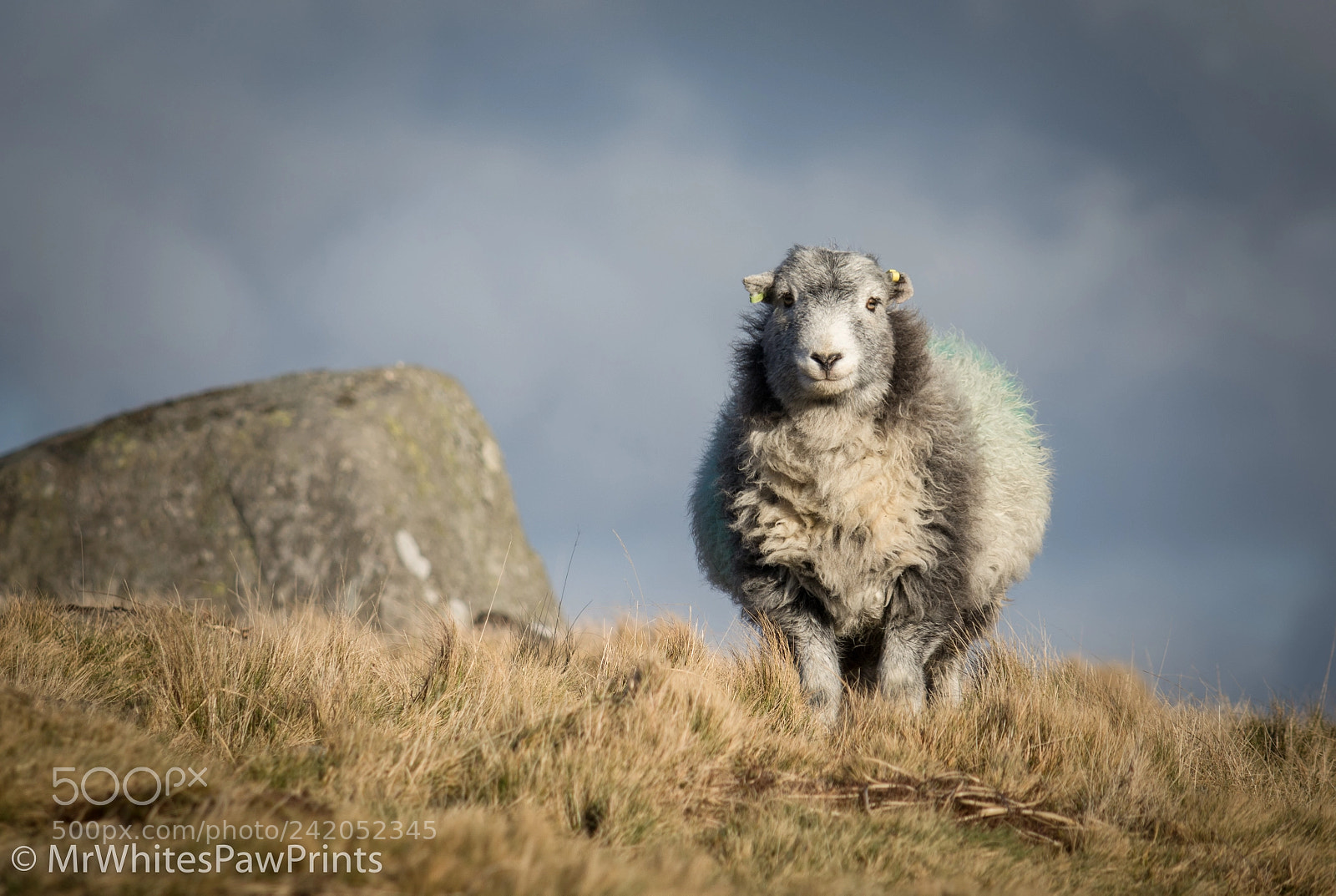 Nikon D7100 sample photo. Sheep on dartmoor photography