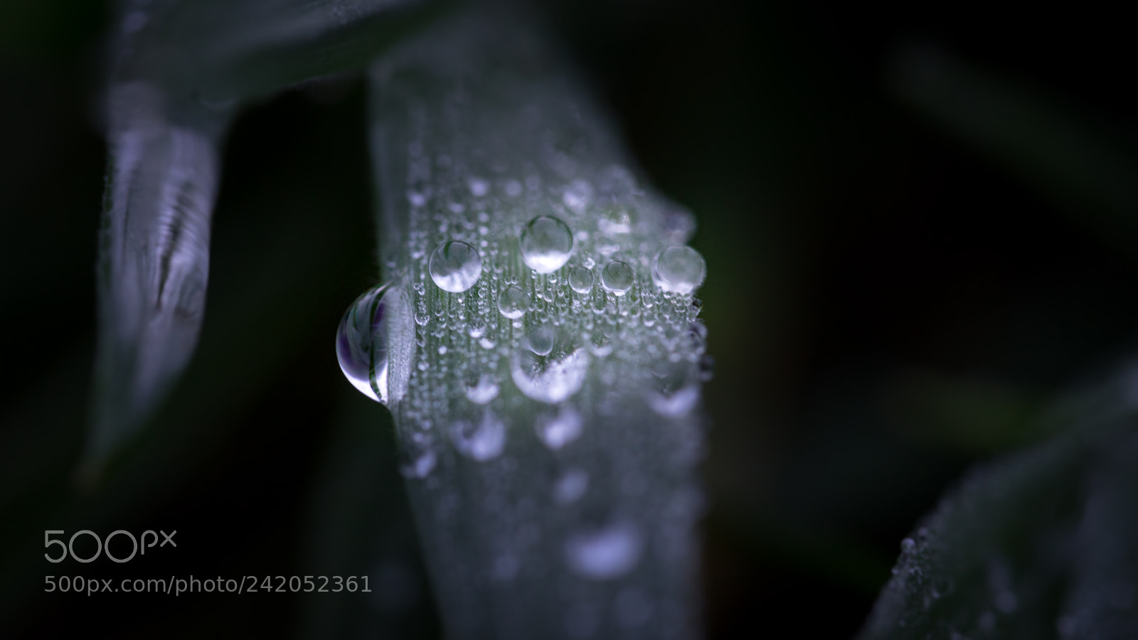 Sony a7 II sample photo. Drops photography