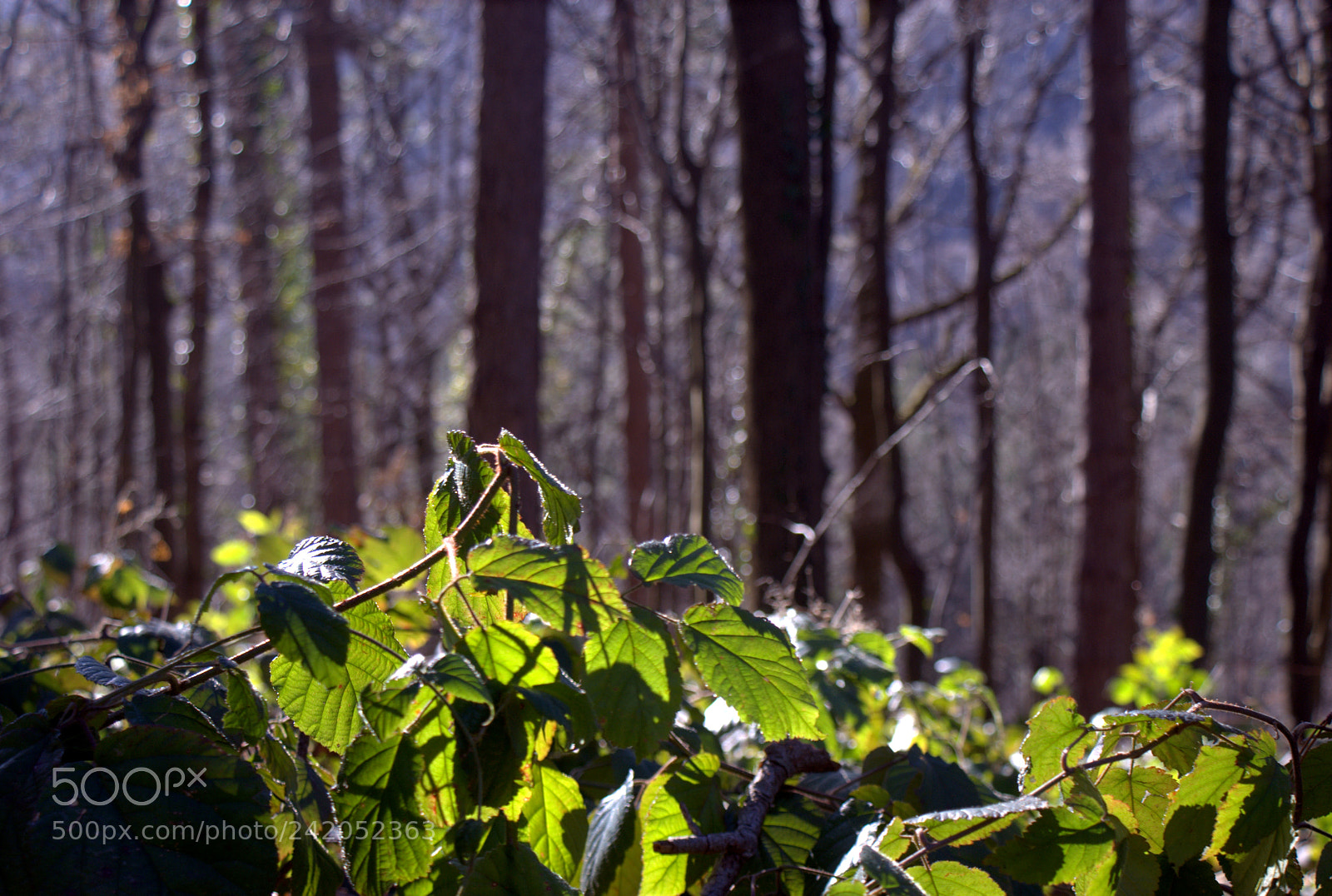Sony DT 18-70mm F3.5-5.6 sample photo. Sunny wood photography