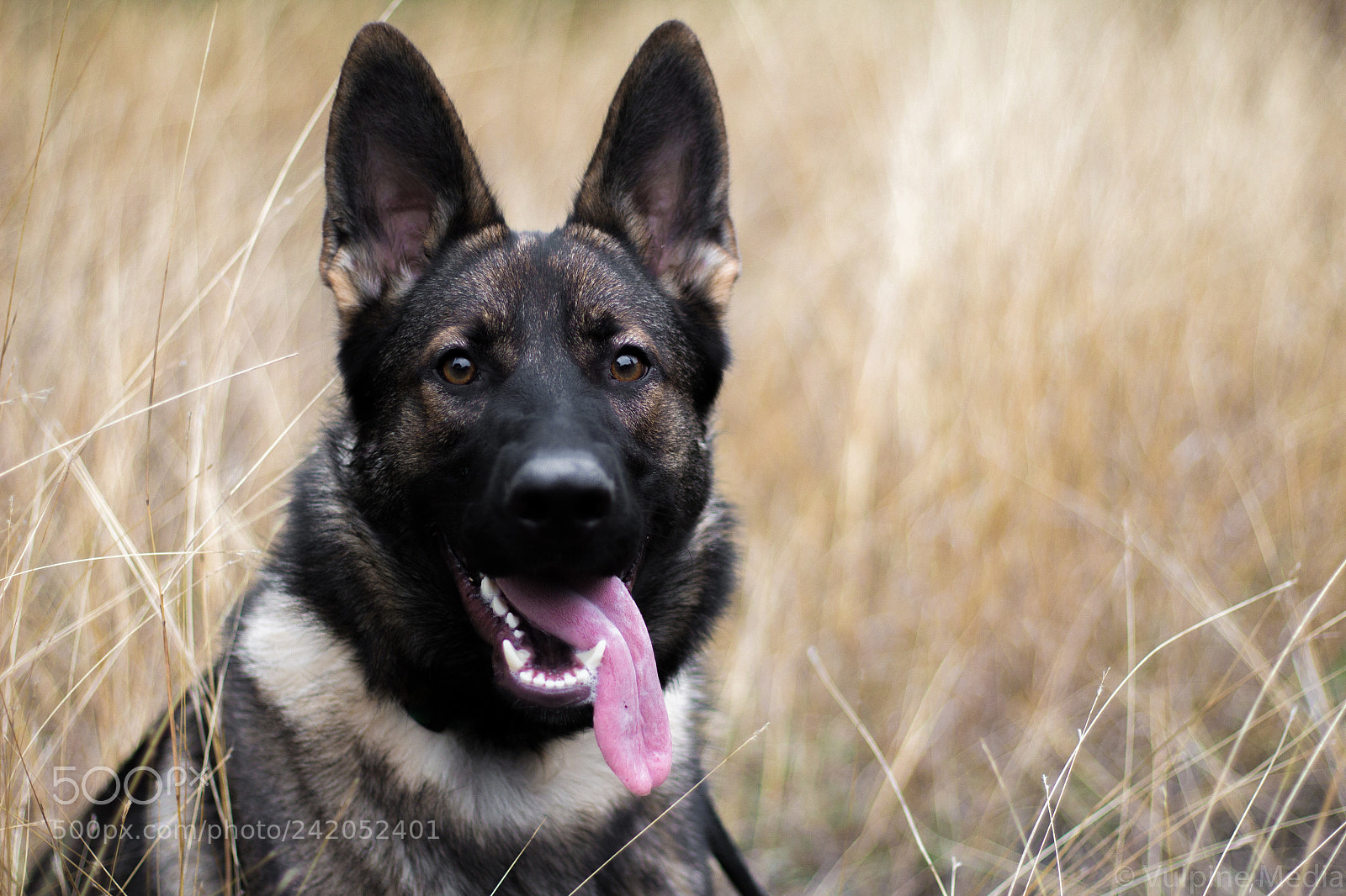 Canon EOS 650D (EOS Rebel T4i / EOS Kiss X6i) sample photo. Gshep photography