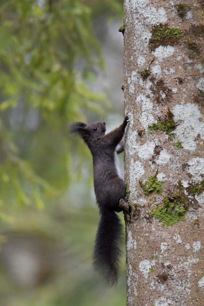 Nikon D5 + Sigma 150-600mm F5-6.3 DG OS HSM | S sample photo. Écureuil photography