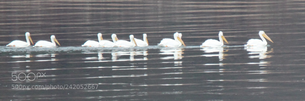 Canon EOS 1300D (EOS Rebel T6 / EOS Kiss X80) sample photo. White pelicans photography