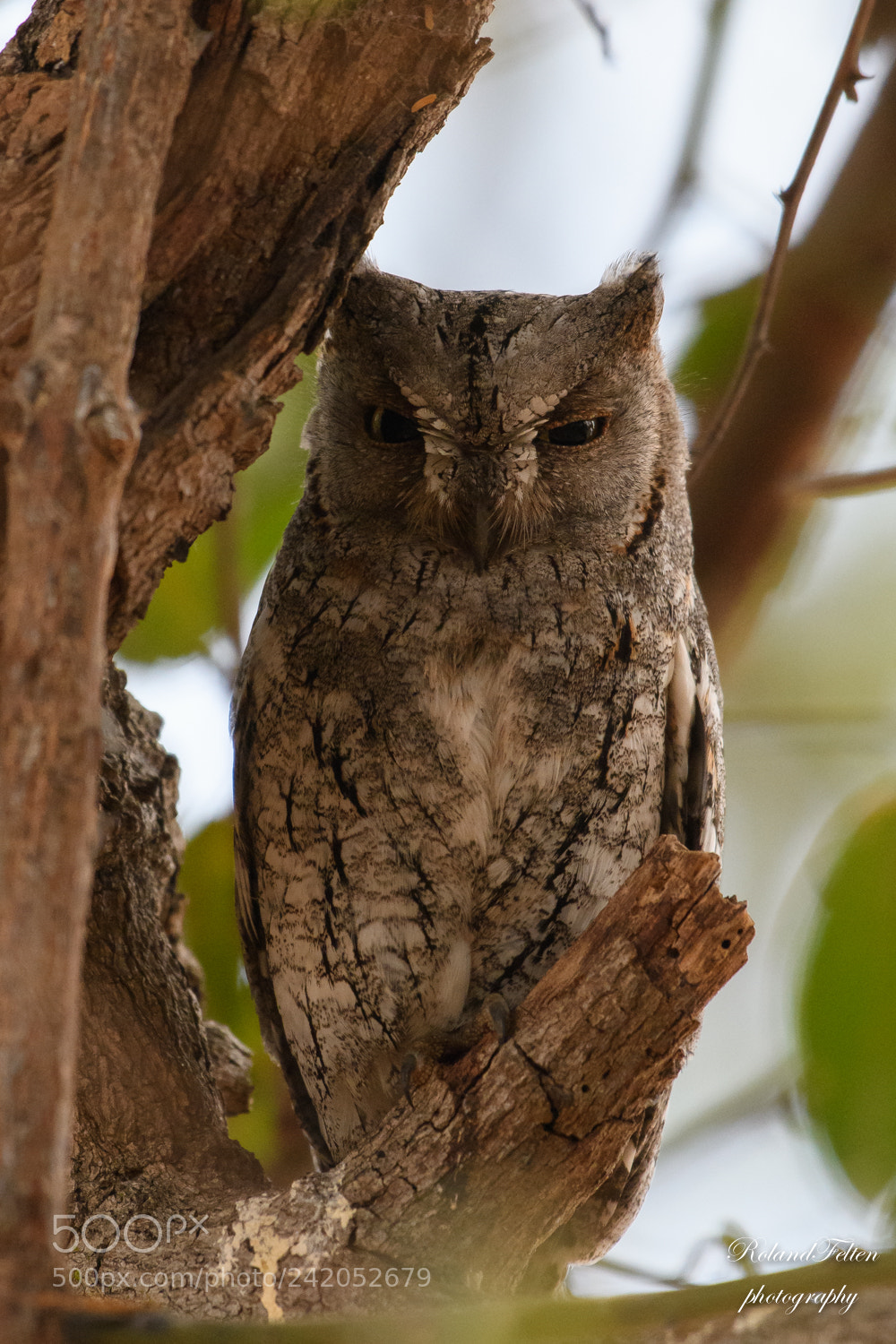 Nikon D500 sample photo. African scops-owl photography