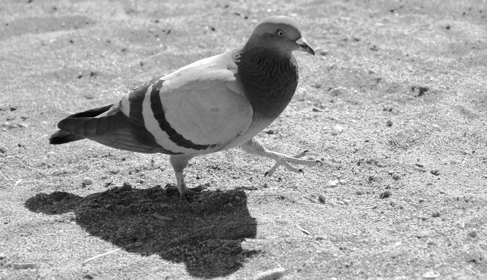 Canon EOS 550D (EOS Rebel T2i / EOS Kiss X4) sample photo. Walking pigeon photography