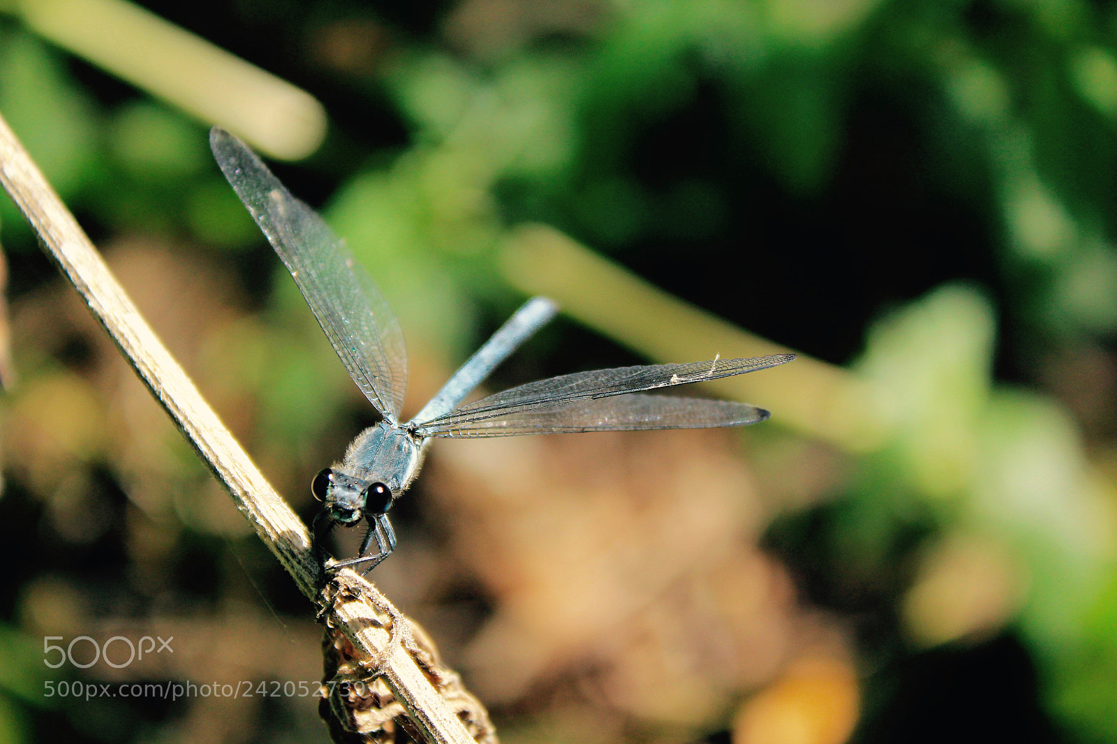 Canon EOS 550D (EOS Rebel T2i / EOS Kiss X4) sample photo. Dragonfly photography