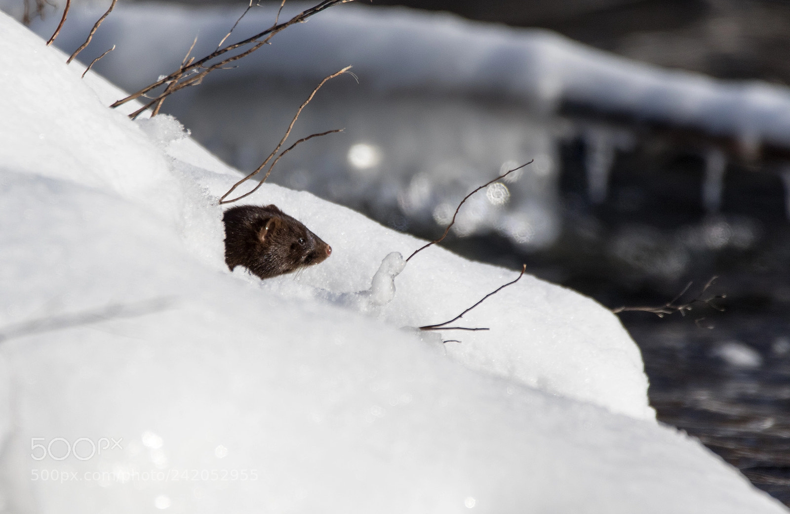 Canon EOS 7D Mark II sample photo. Clever mink photography