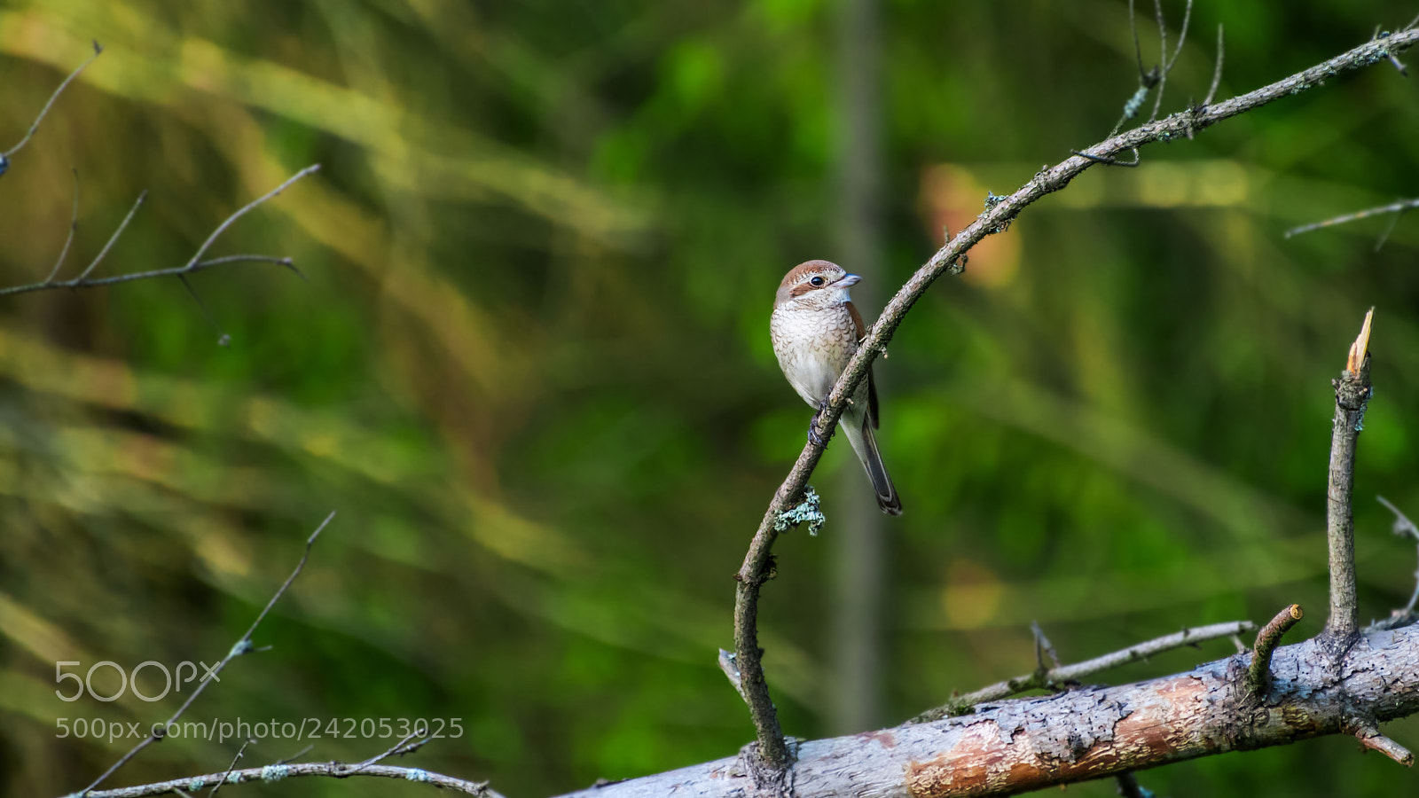 Nikon D810 sample photo. Shrike (female). photography