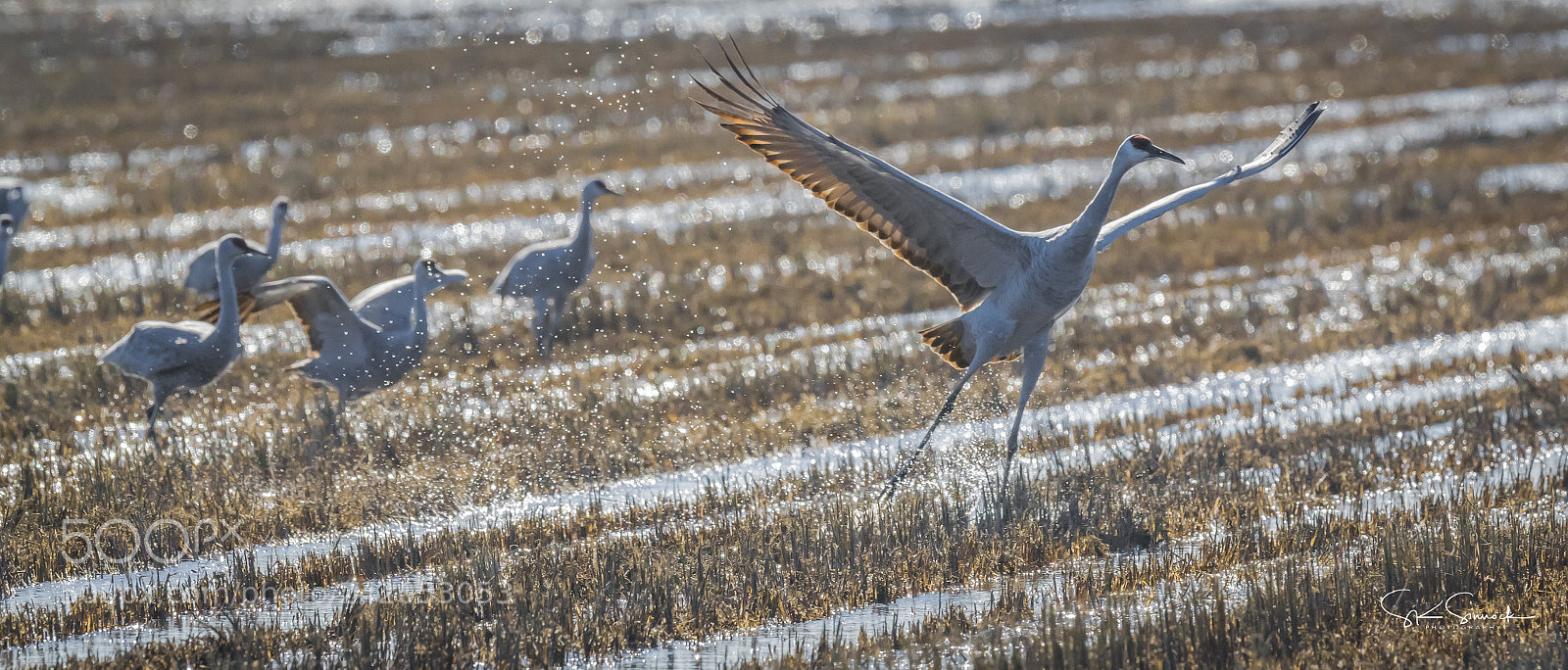 Nikon D850 sample photo. Sandhill cranes photography