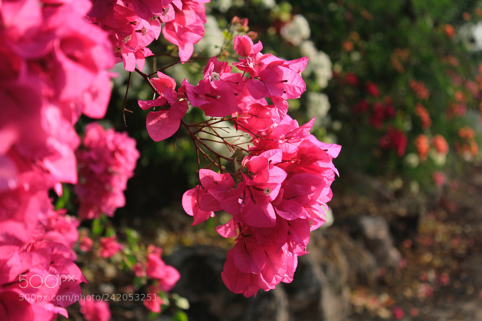 Canon EOS 550D (EOS Rebel T2i / EOS Kiss X4) sample photo. Flowers photography