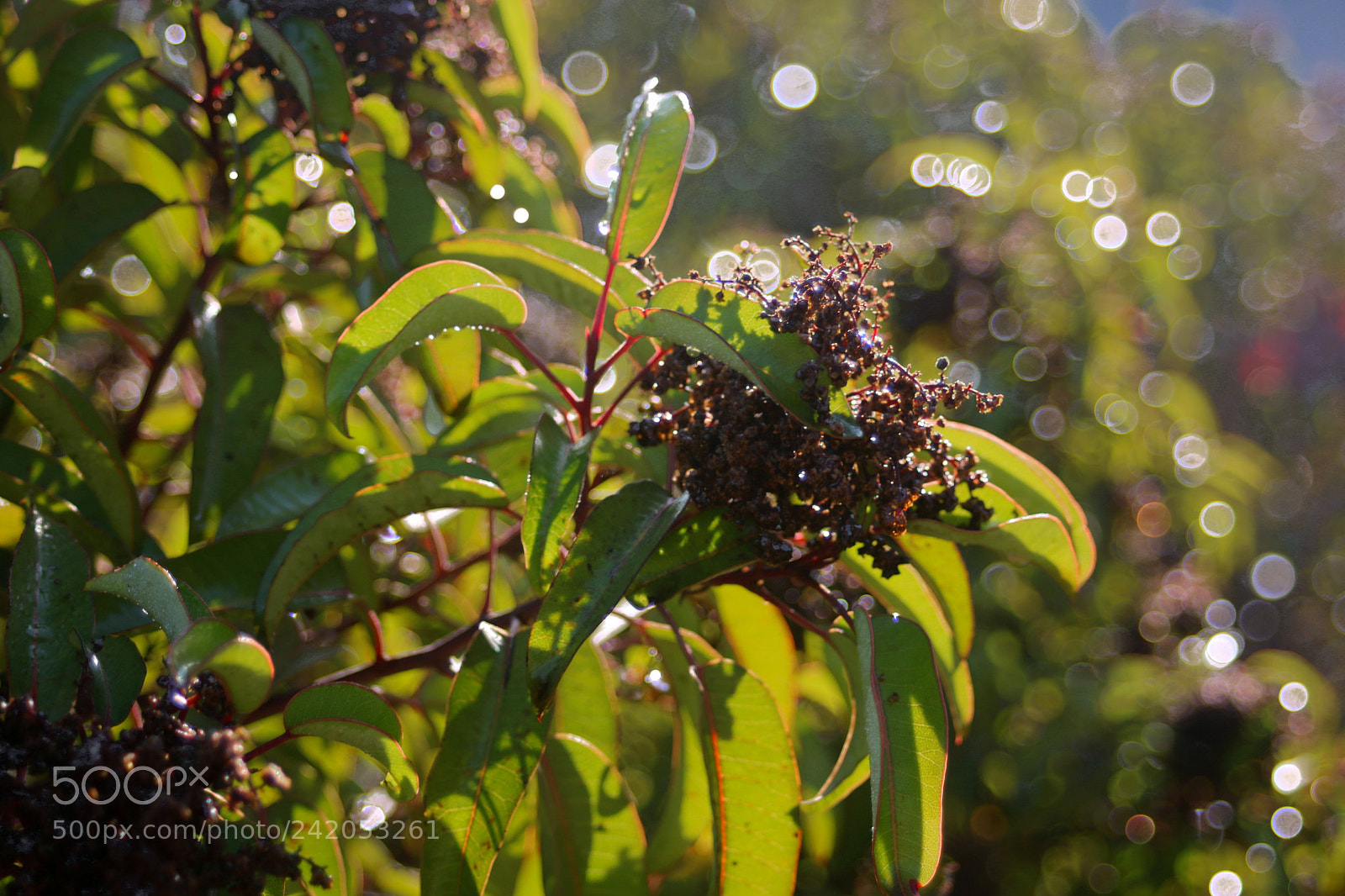 Canon EOS 750D (EOS Rebel T6i / EOS Kiss X8i) sample photo. Depth of field study photography