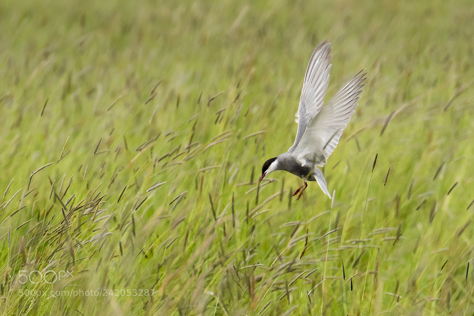 Canon EOS 7D Mark II sample photo. Whiskered tern photography