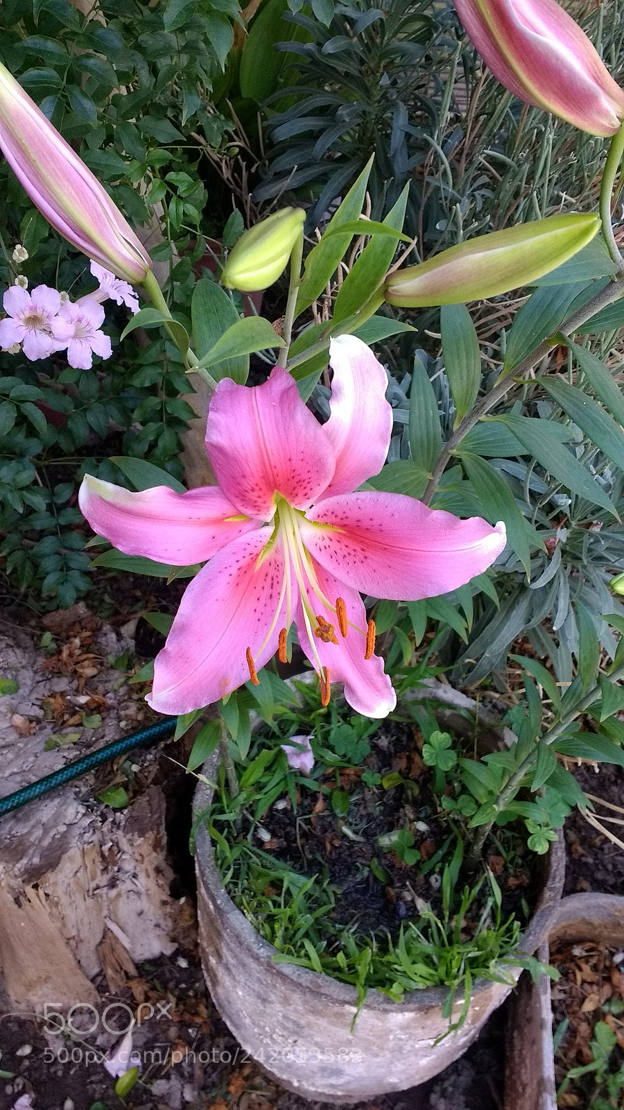 Motorola Moto G (4) sample photo. Untitled photography