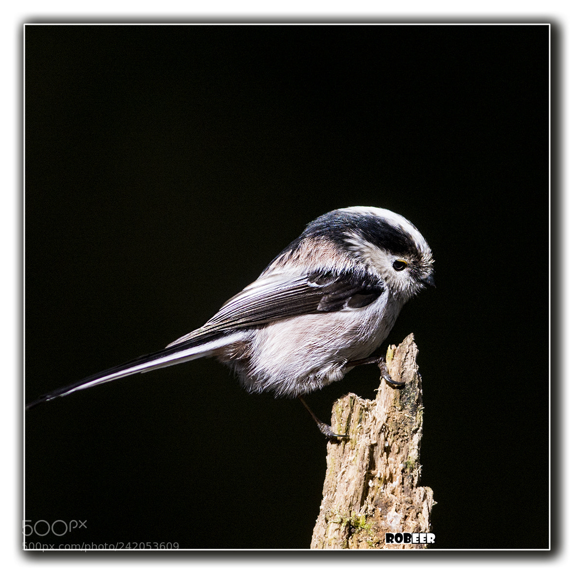 Nikon D7100 sample photo. Long tailed tit photography
