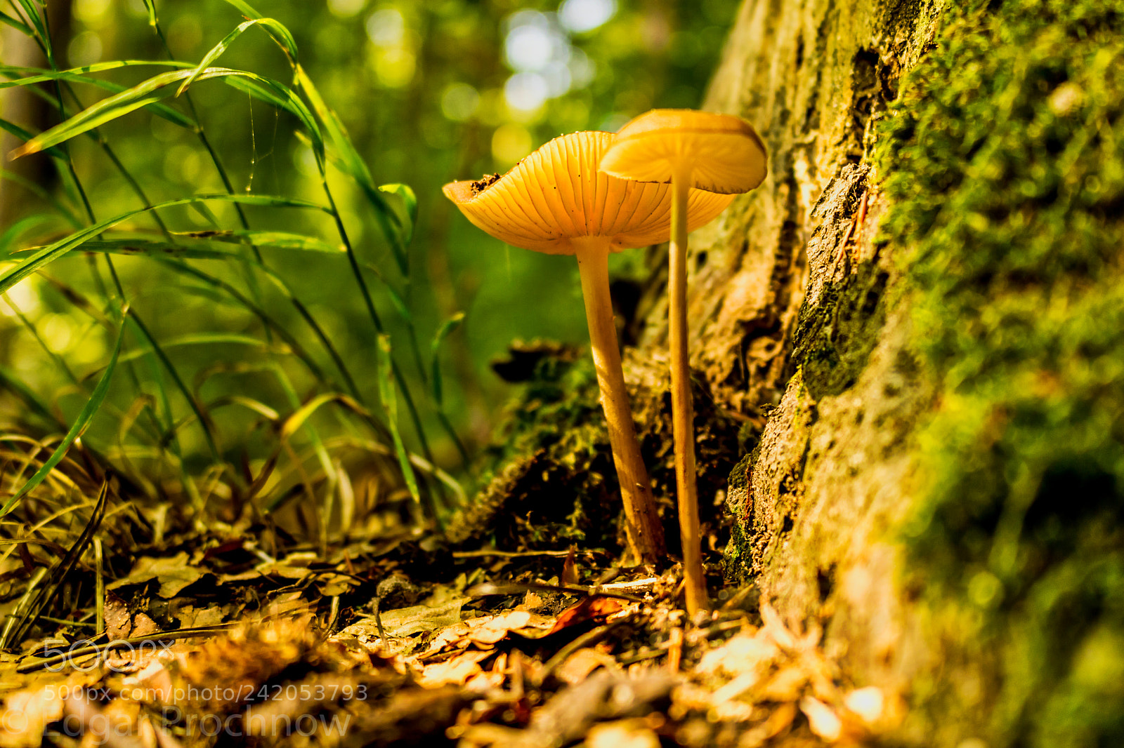 Canon EOS 750D (EOS Rebel T6i / EOS Kiss X8i) sample photo. Forrest kottenforst photography