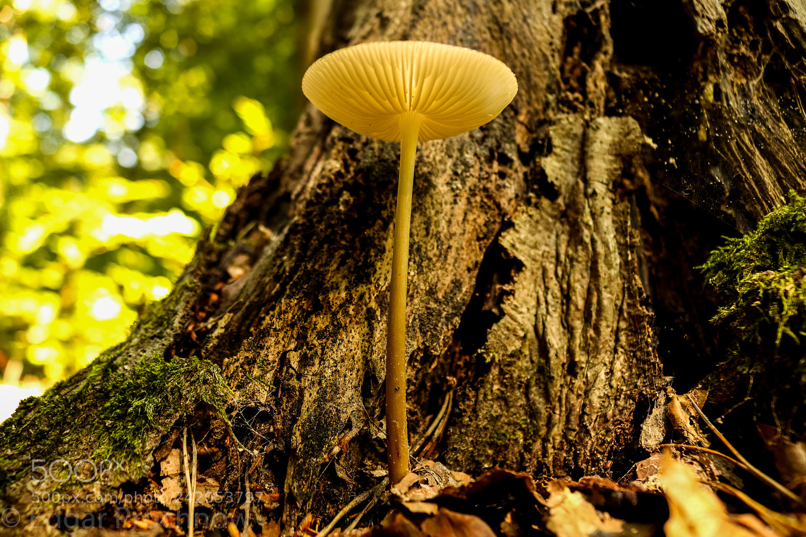 Canon EOS 750D (EOS Rebel T6i / EOS Kiss X8i) sample photo. Forrest kottenforst photography