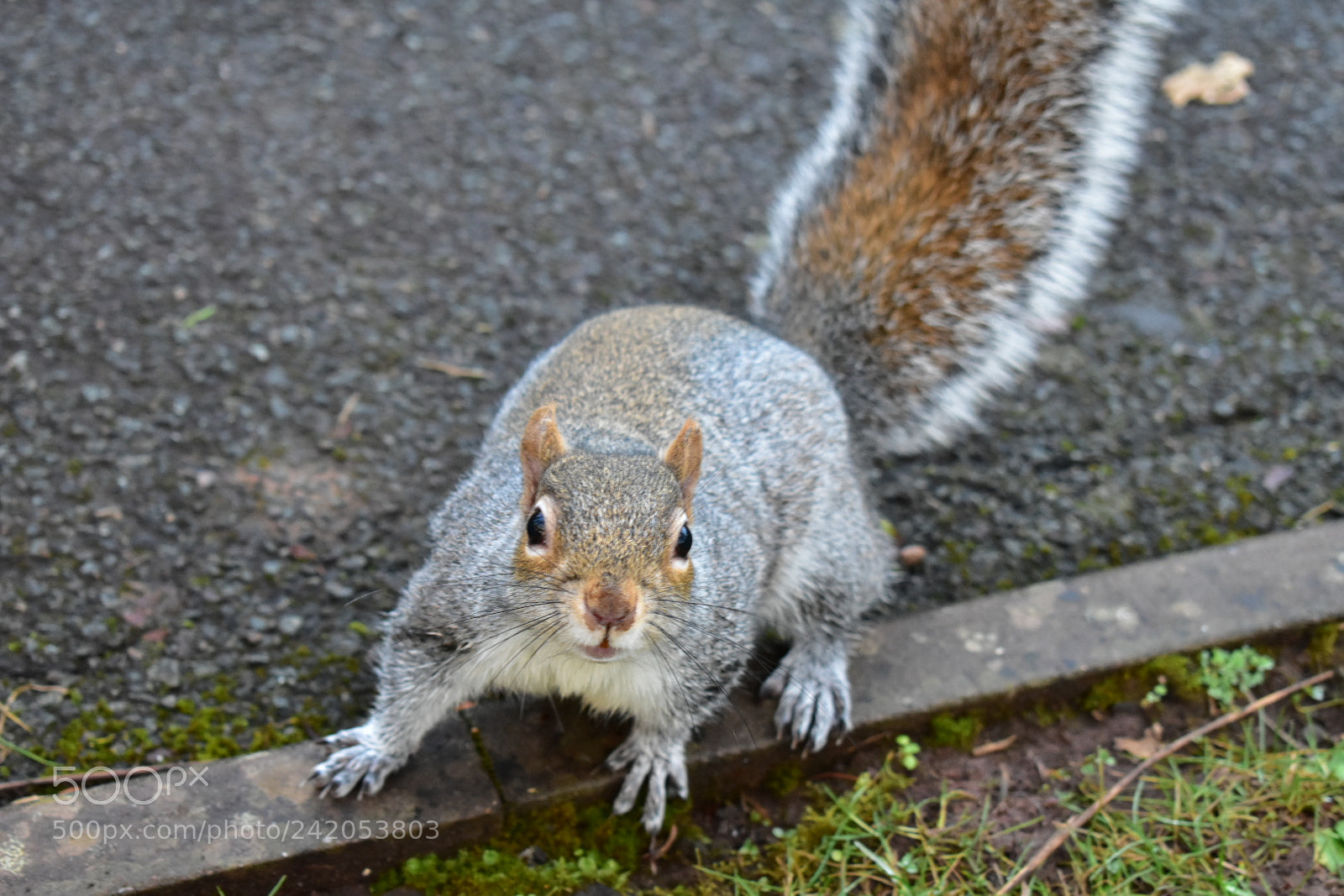 Nikon D3400 sample photo. Today i had lucky photography