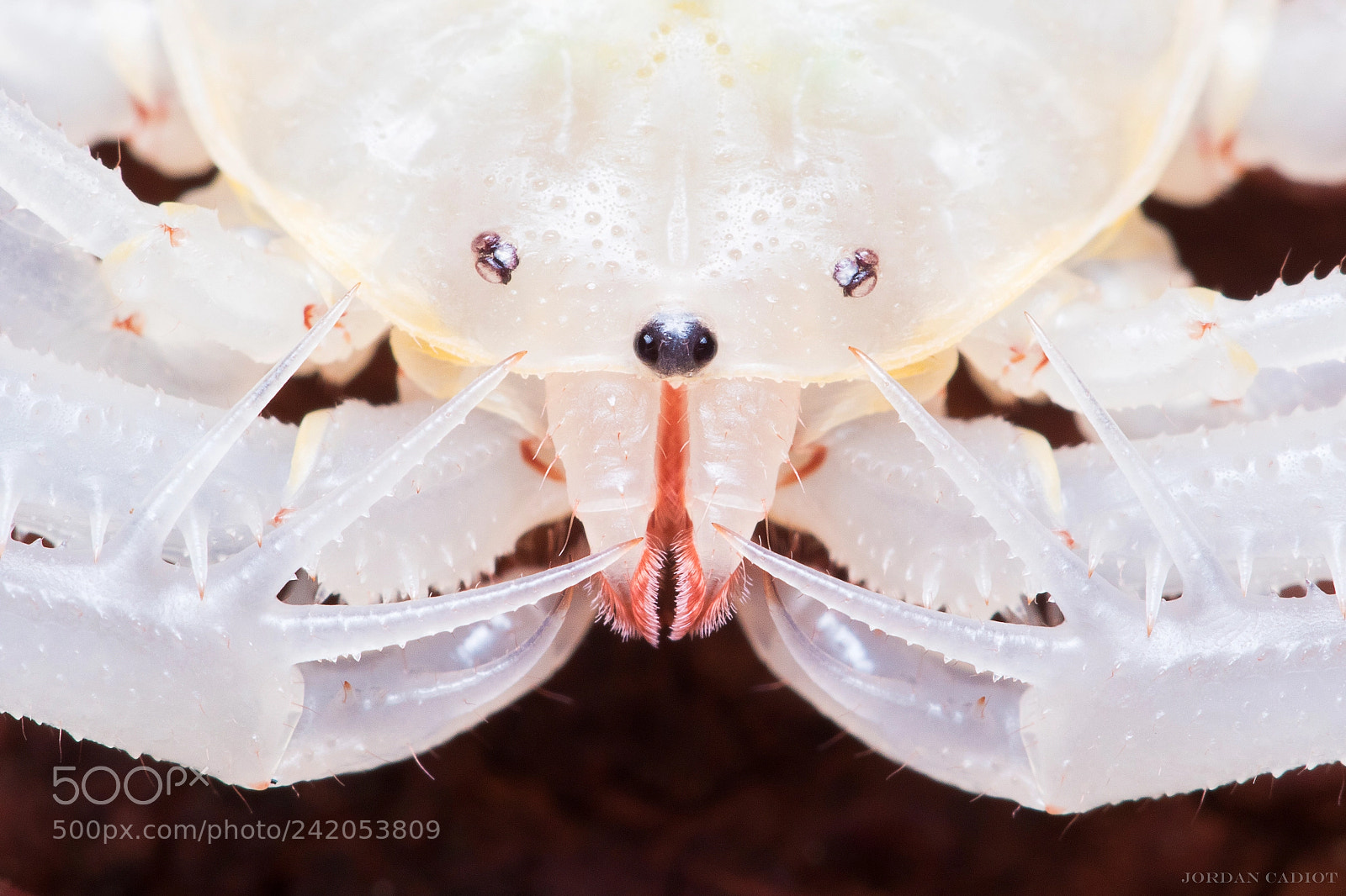 Canon EOS 7D Mark II sample photo. Amblypygi photography