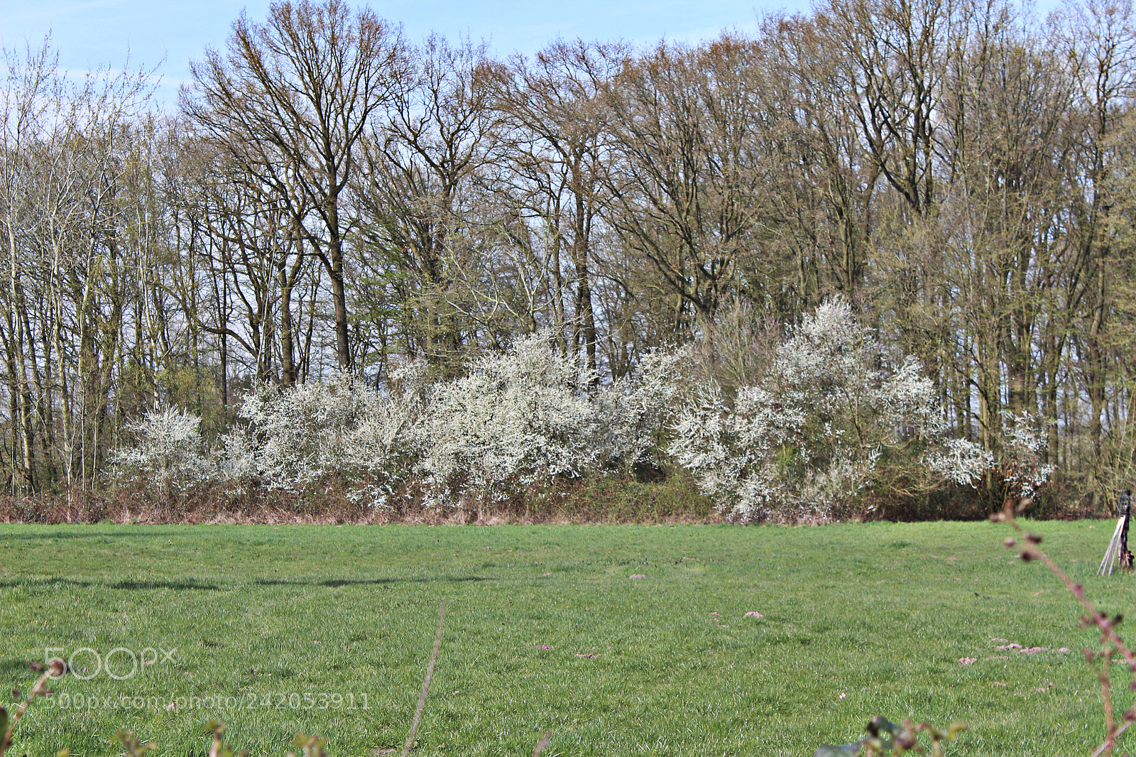 Canon EF-S 18-55mm F3.5-5.6 III sample photo. Le buisson photography