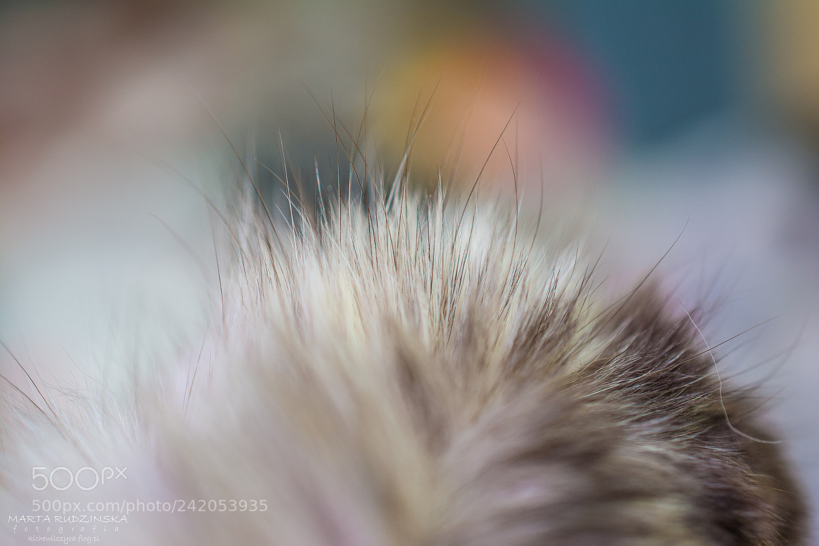 Nikon D7100 sample photo. Furrrrr photography