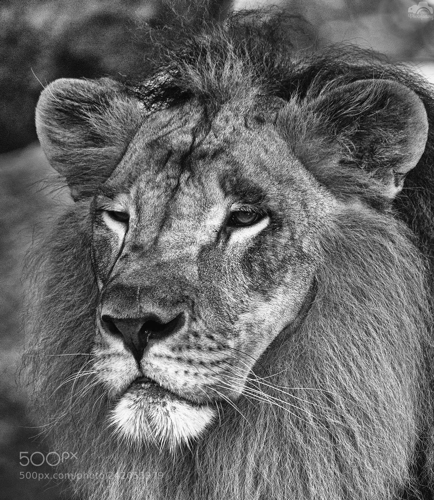 Nikon D810 sample photo. The profile of a photography