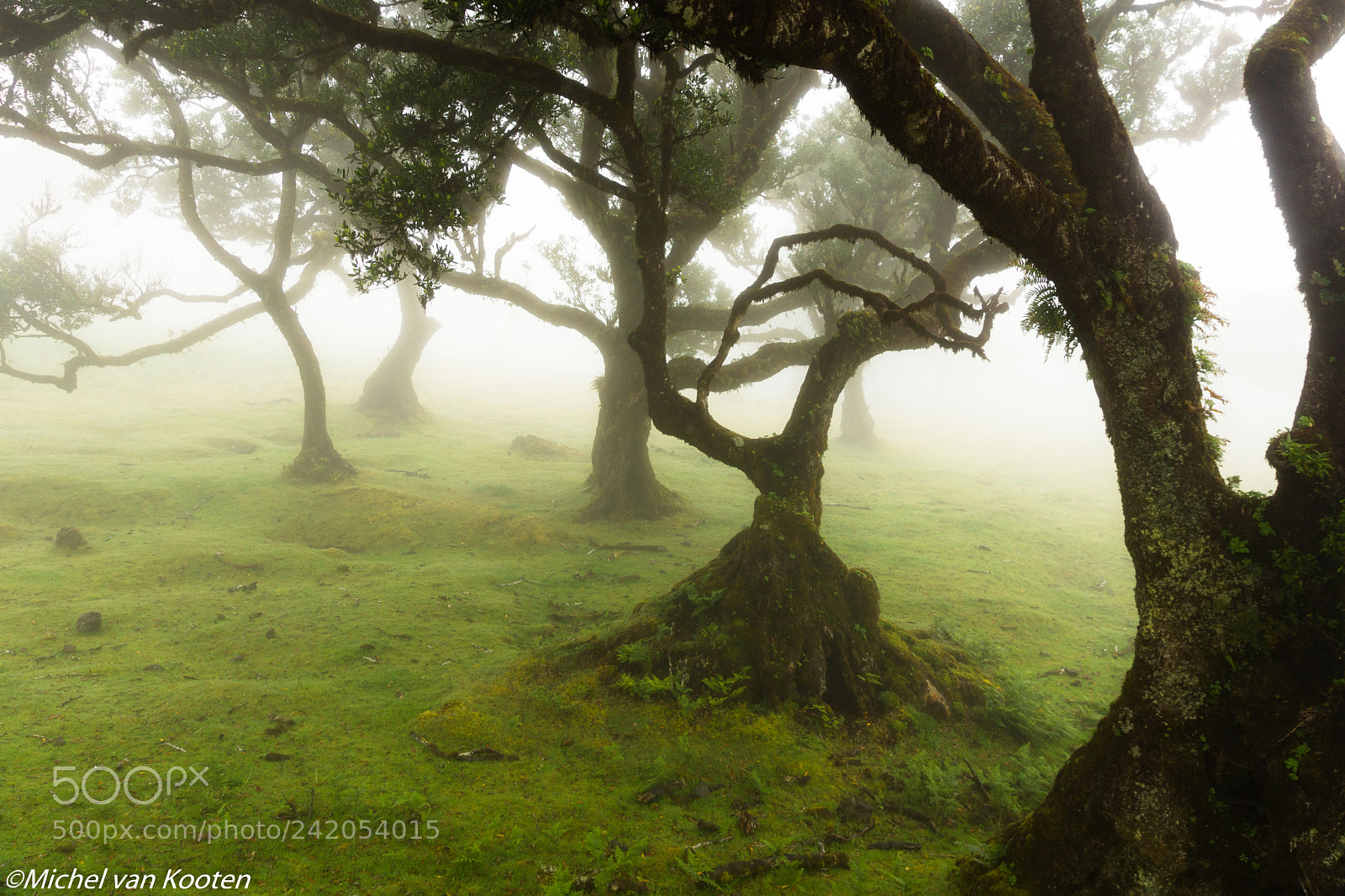 Sony SLT-A65 (SLT-A65V) sample photo. Trees in madeira photography