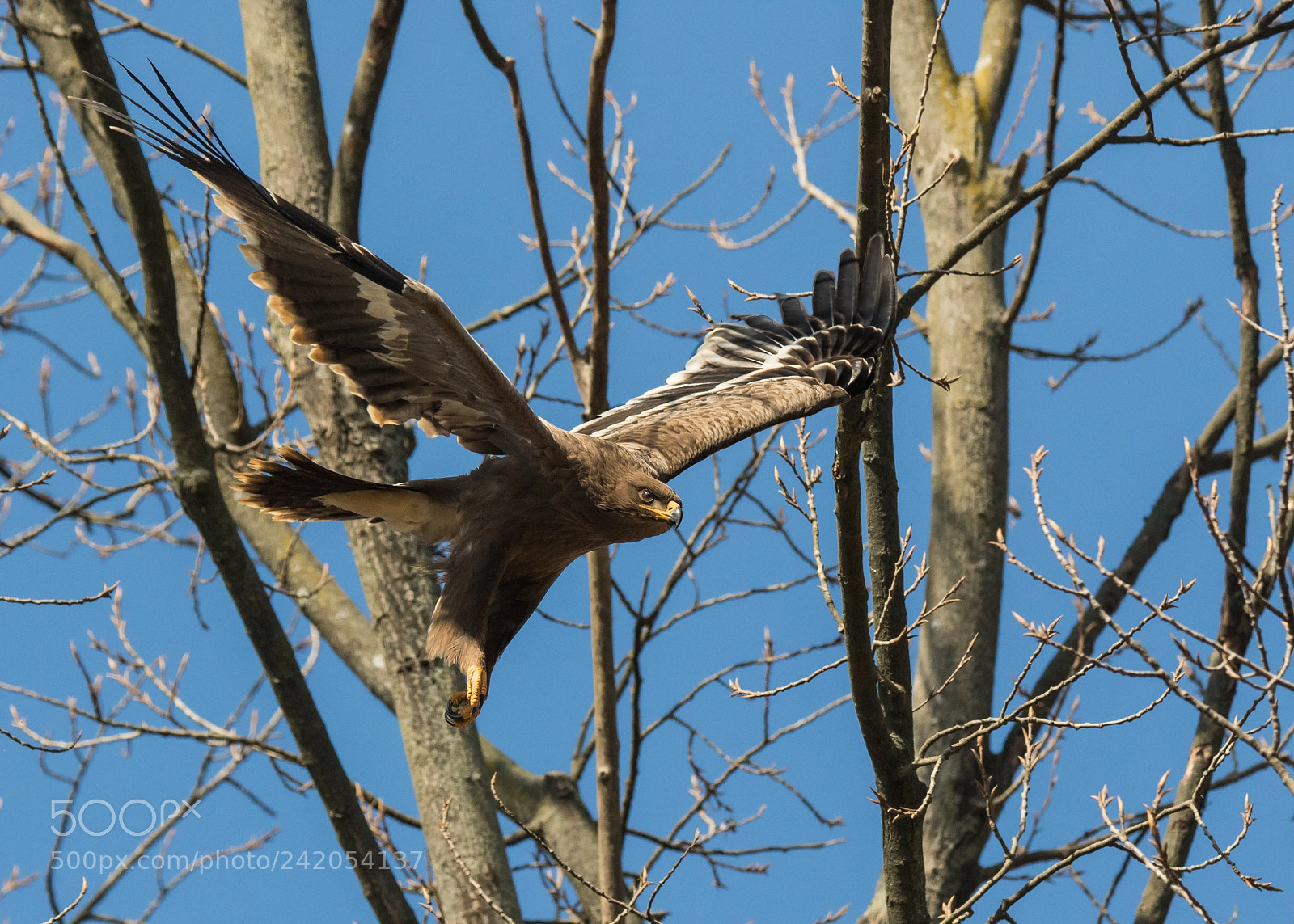 Canon EOS 7D Mark II sample photo. The majestic flyer photography