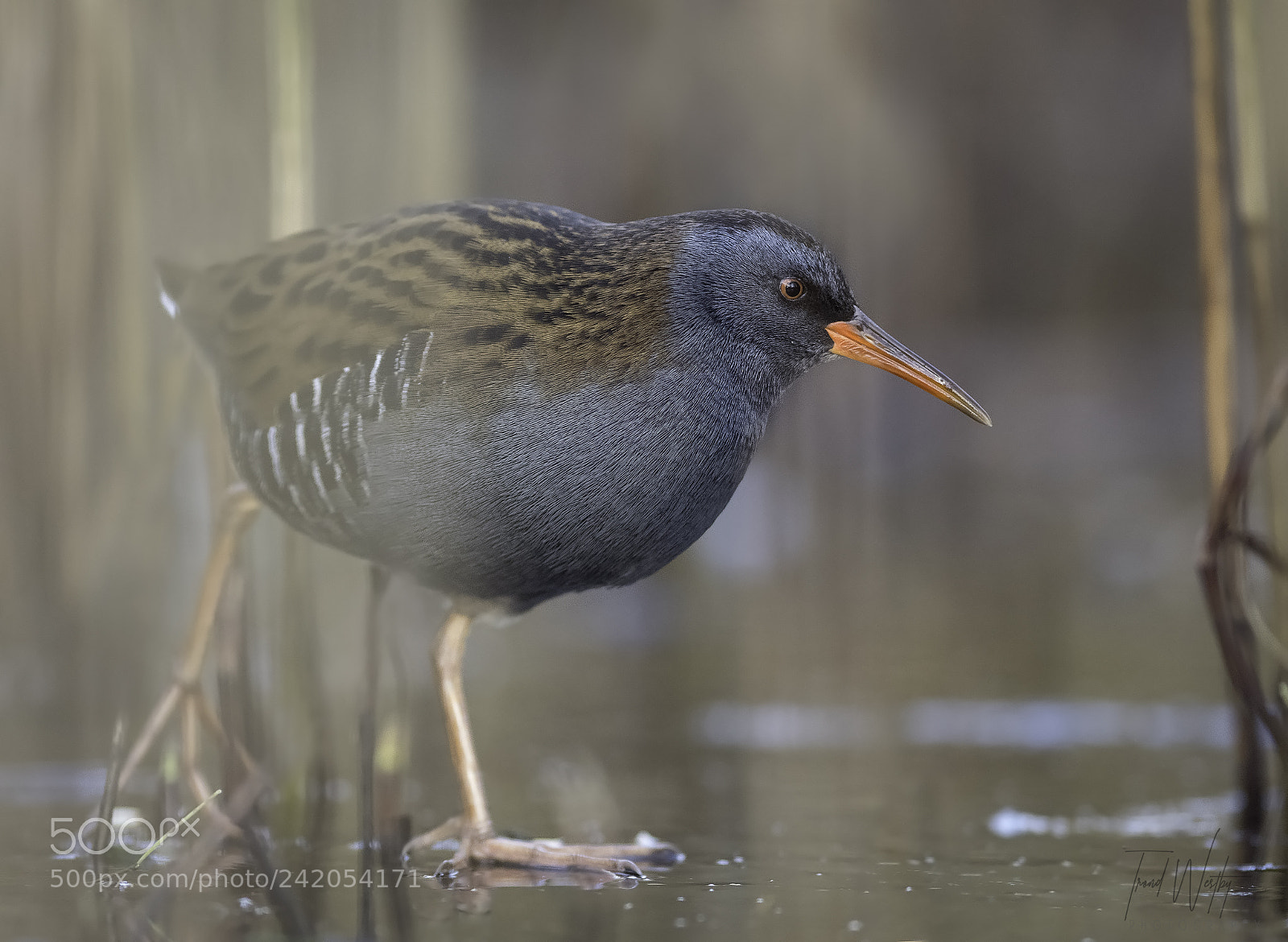 Nikon D500 sample photo. Water rail photography