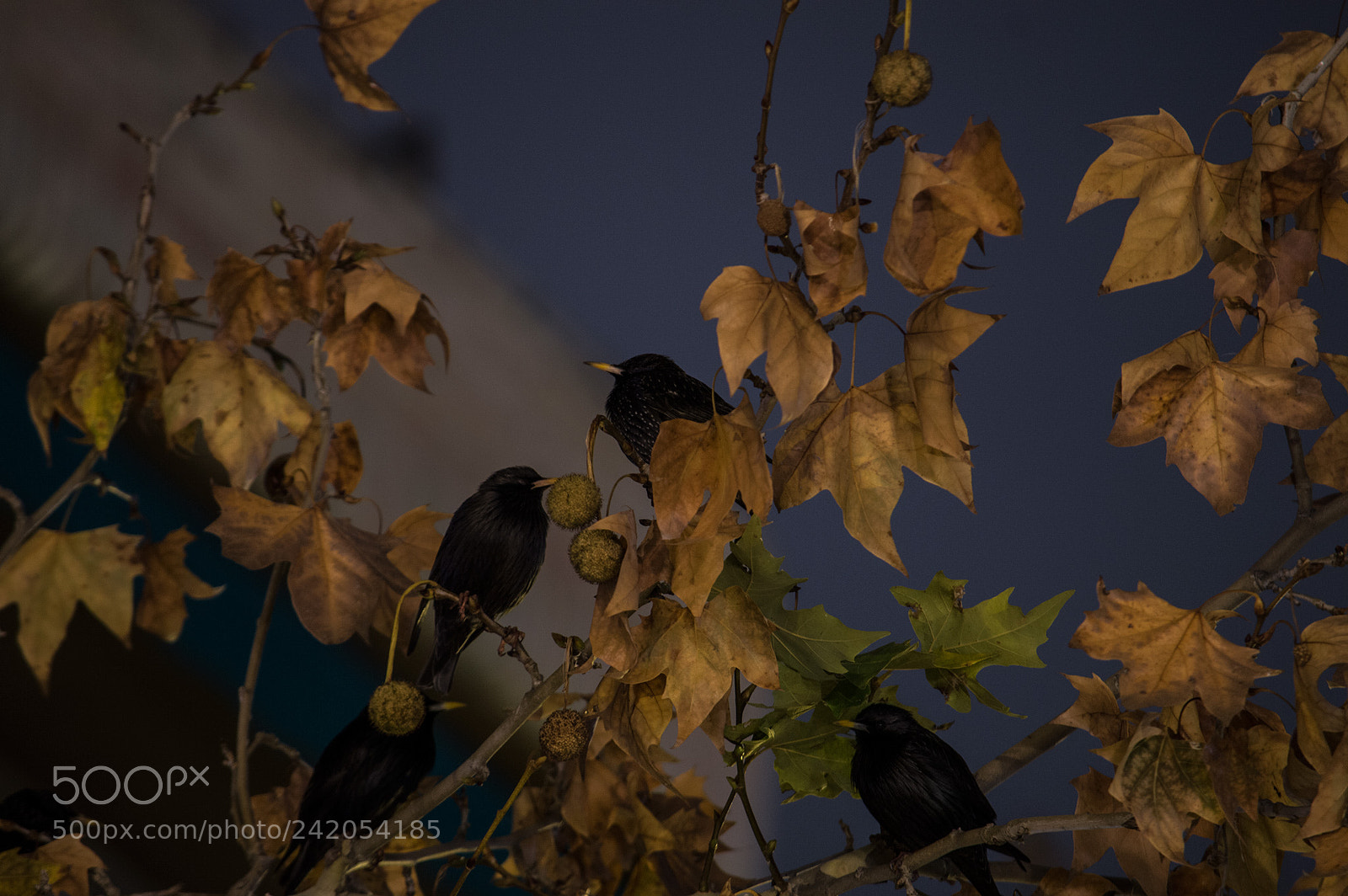 Nikon D3200 sample photo. Angry birds (ii) photography