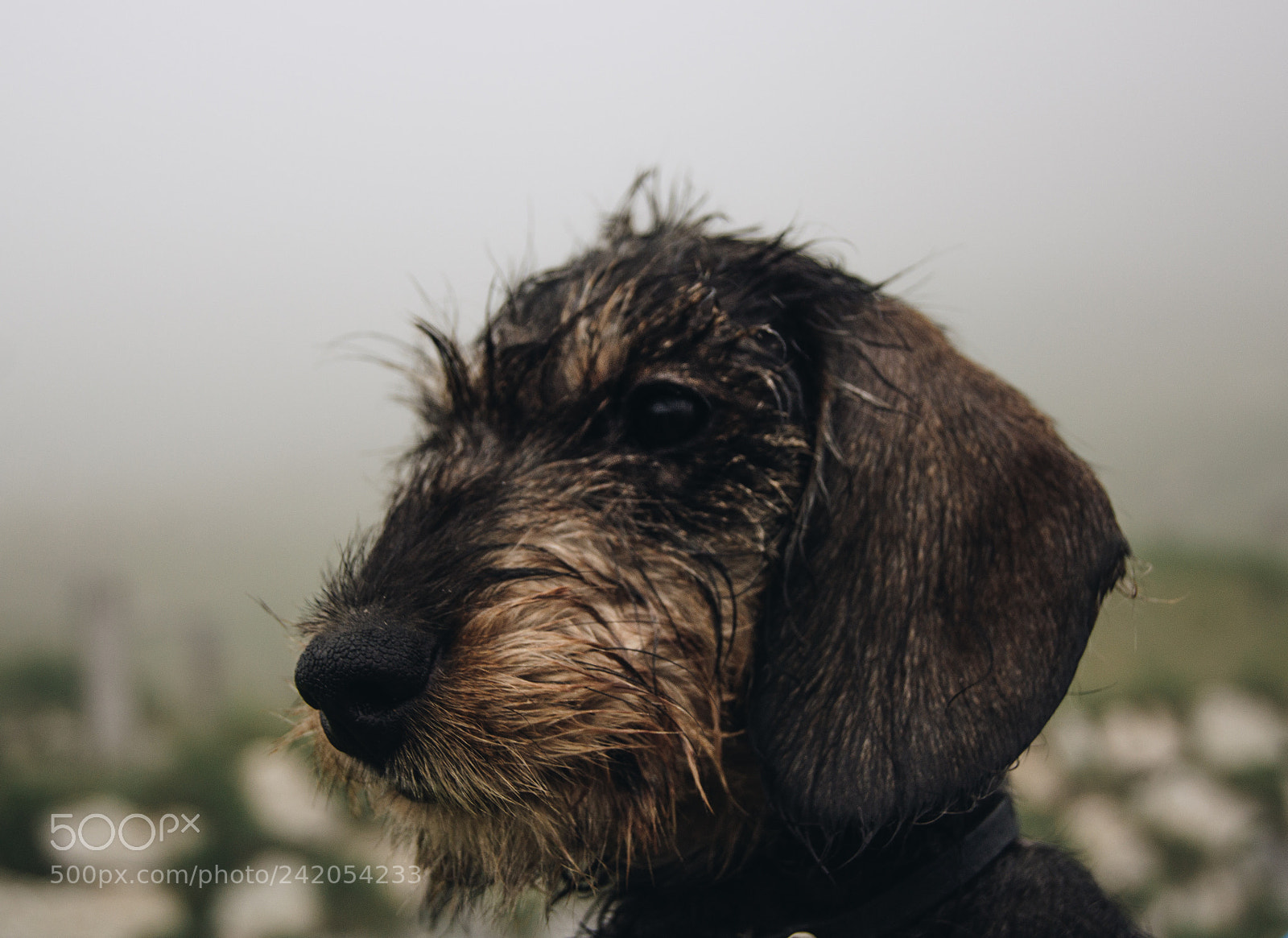 Sony SLT-A55 (SLT-A55V) sample photo. Adventure pupper photography
