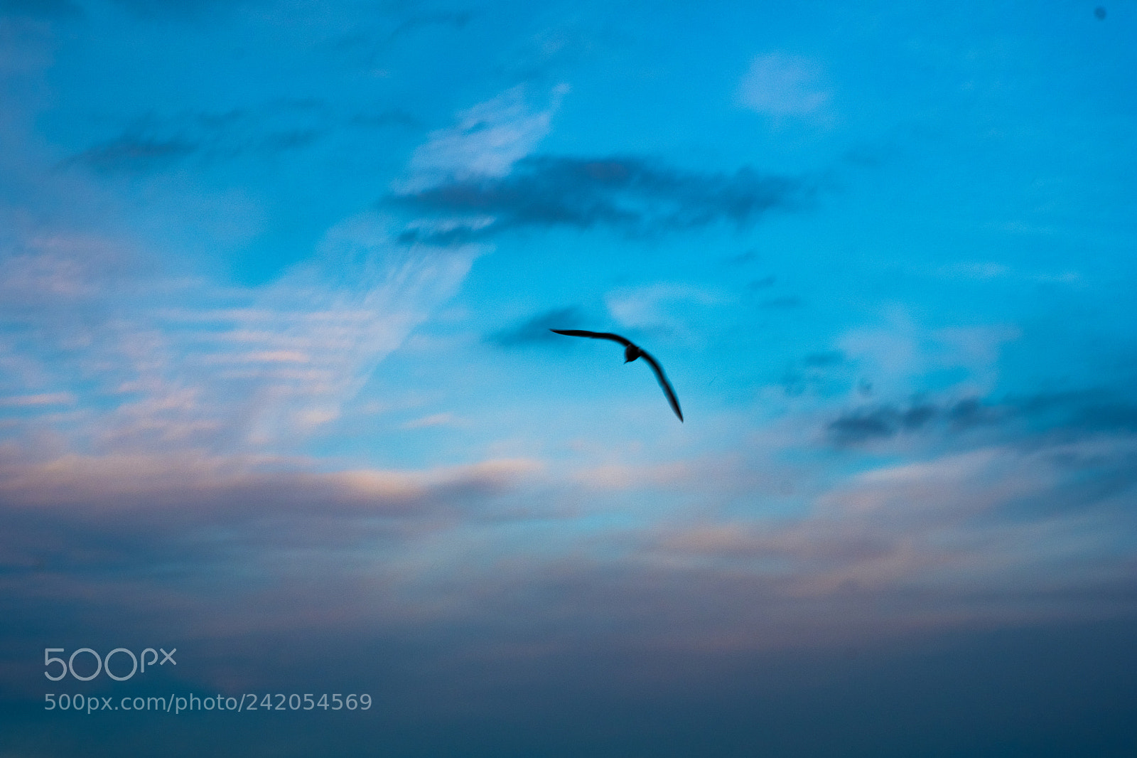 Fujifilm X-T2 sample photo. Bird painting photography