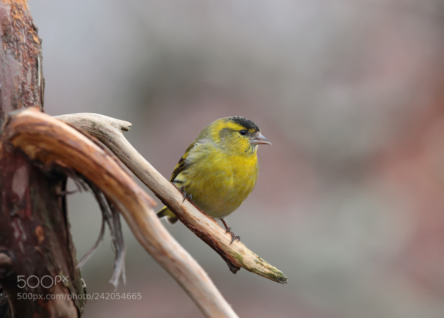 Canon EOS 7D Mark II sample photo. Eurasian siskin photography