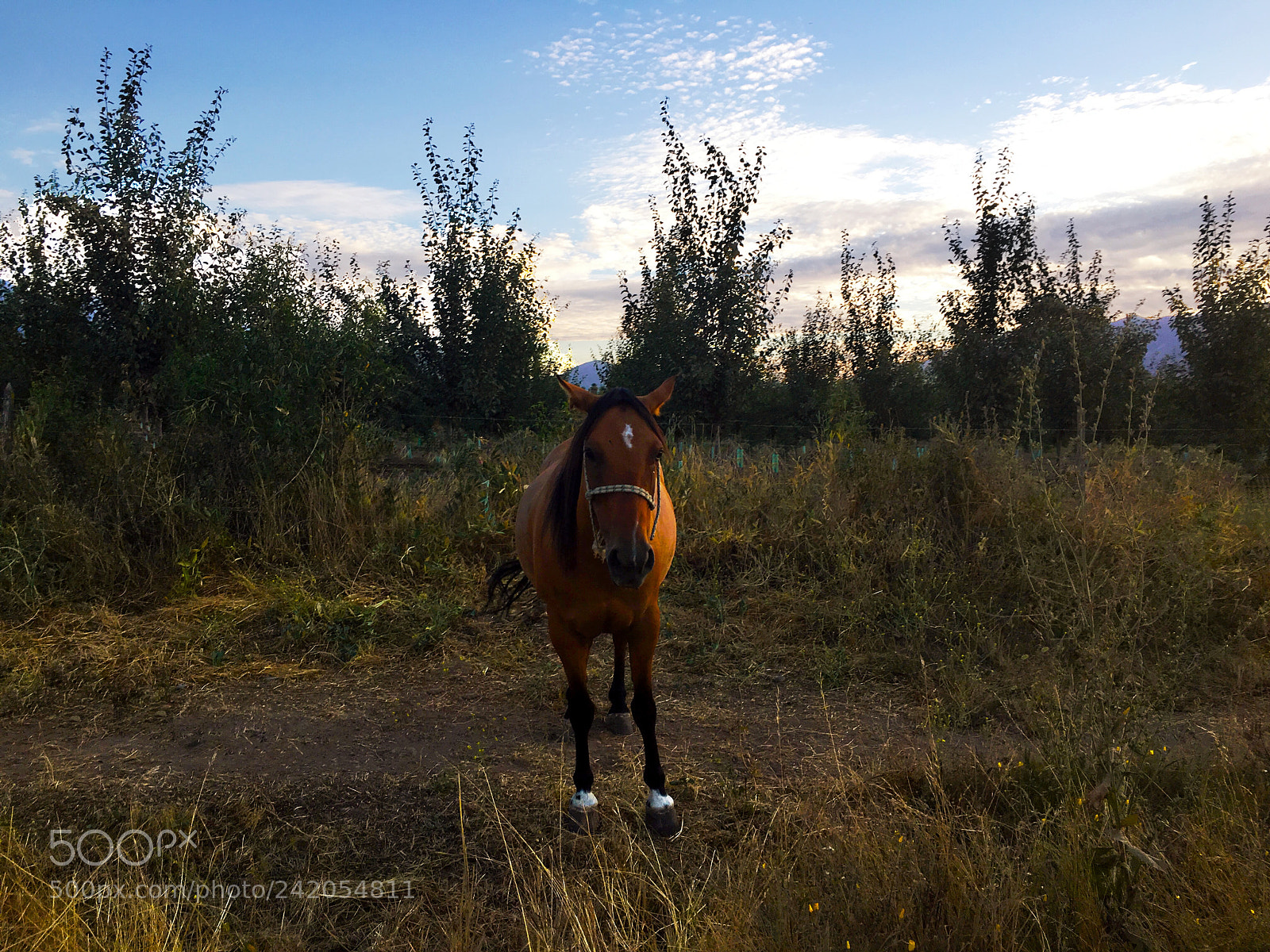 Apple iPhone 6s sample photo. A horse photography