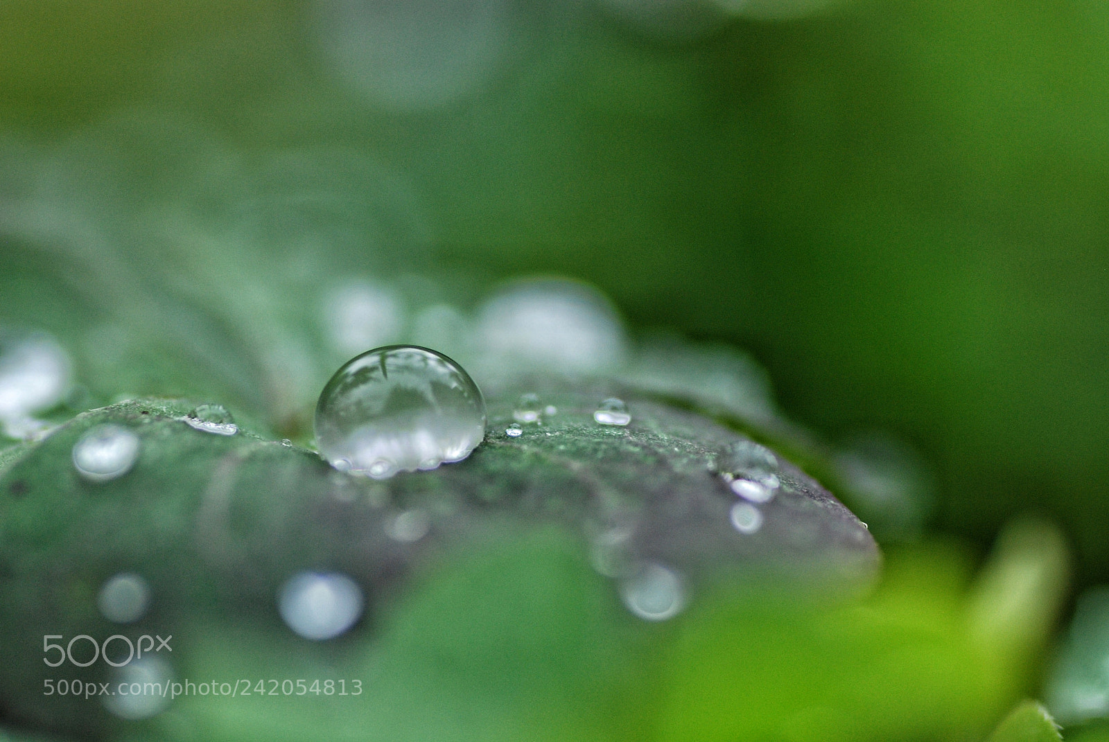 Nikon D60 sample photo. Petites gouttes d'eau photography