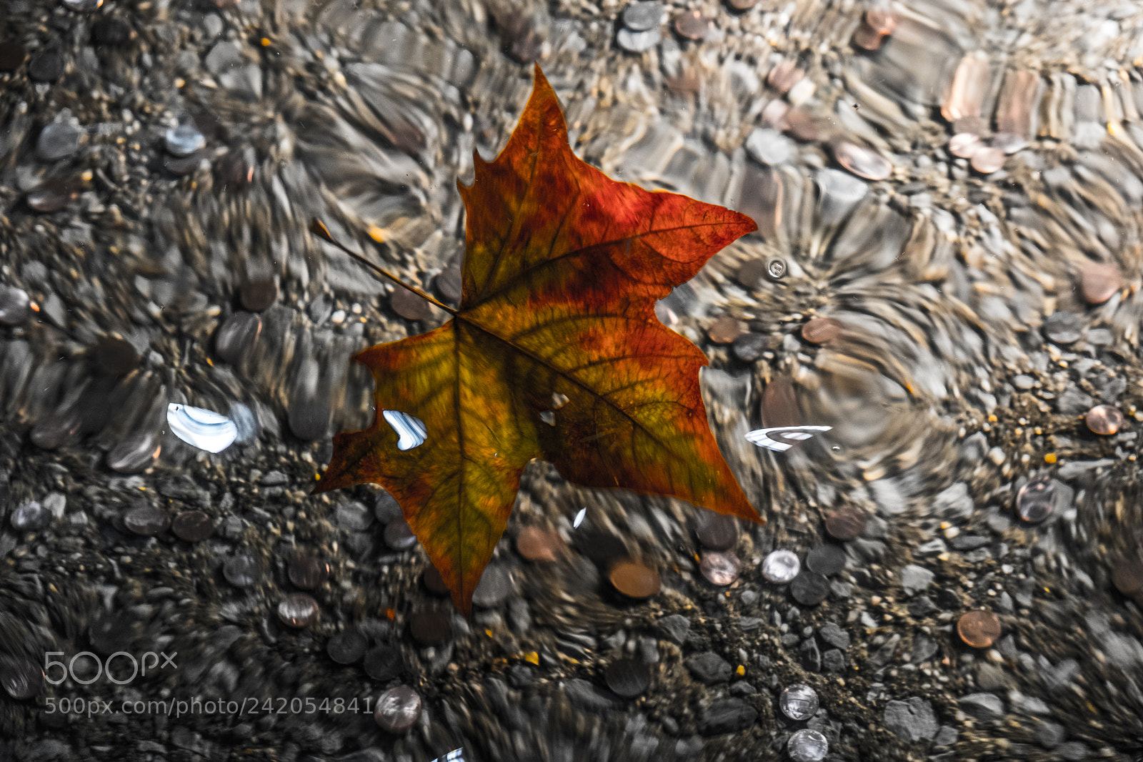 Fujifilm X-T2 sample photo. Maple leaf photography