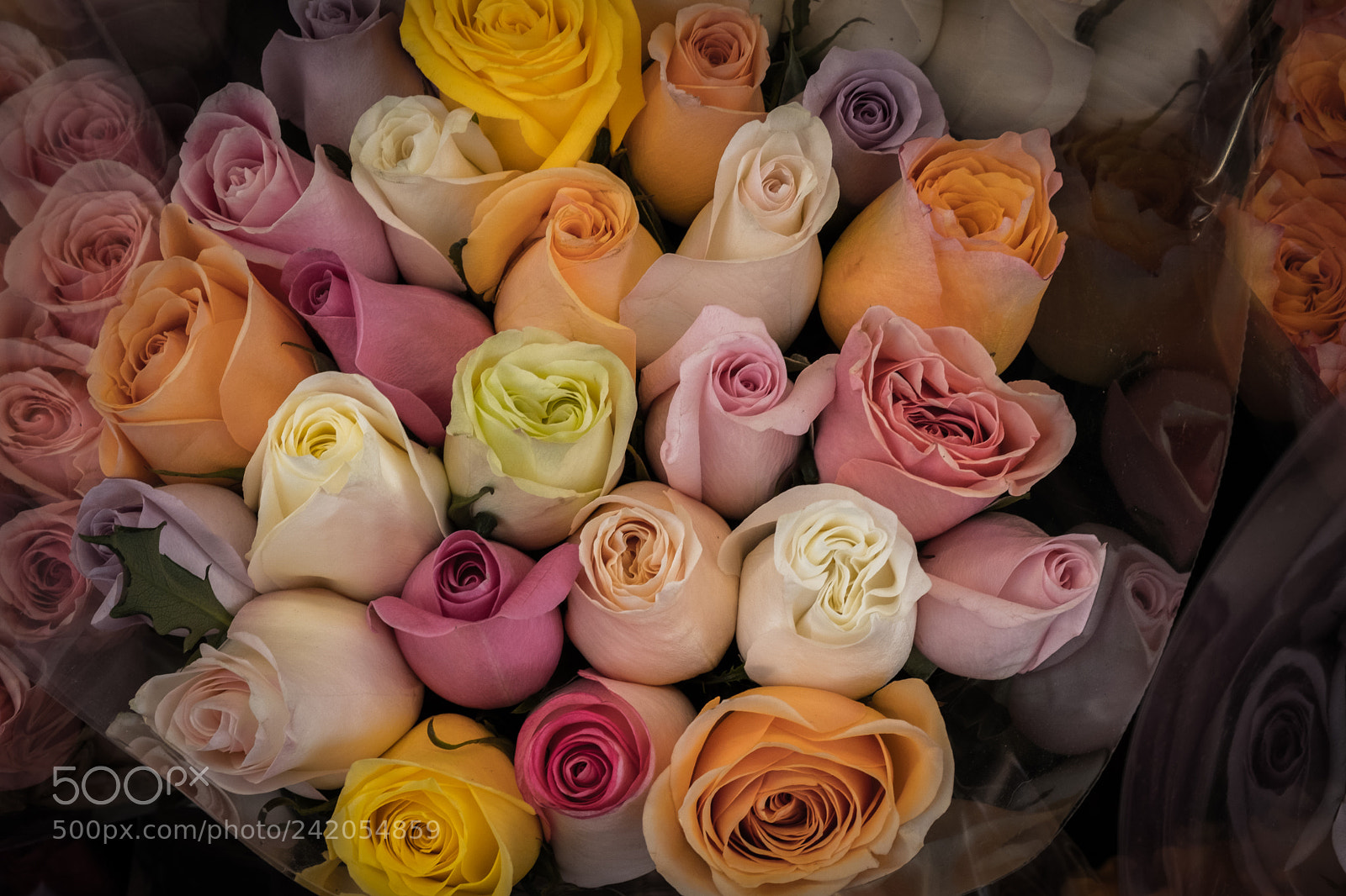 Fujifilm X-T2 sample photo. Roses photography