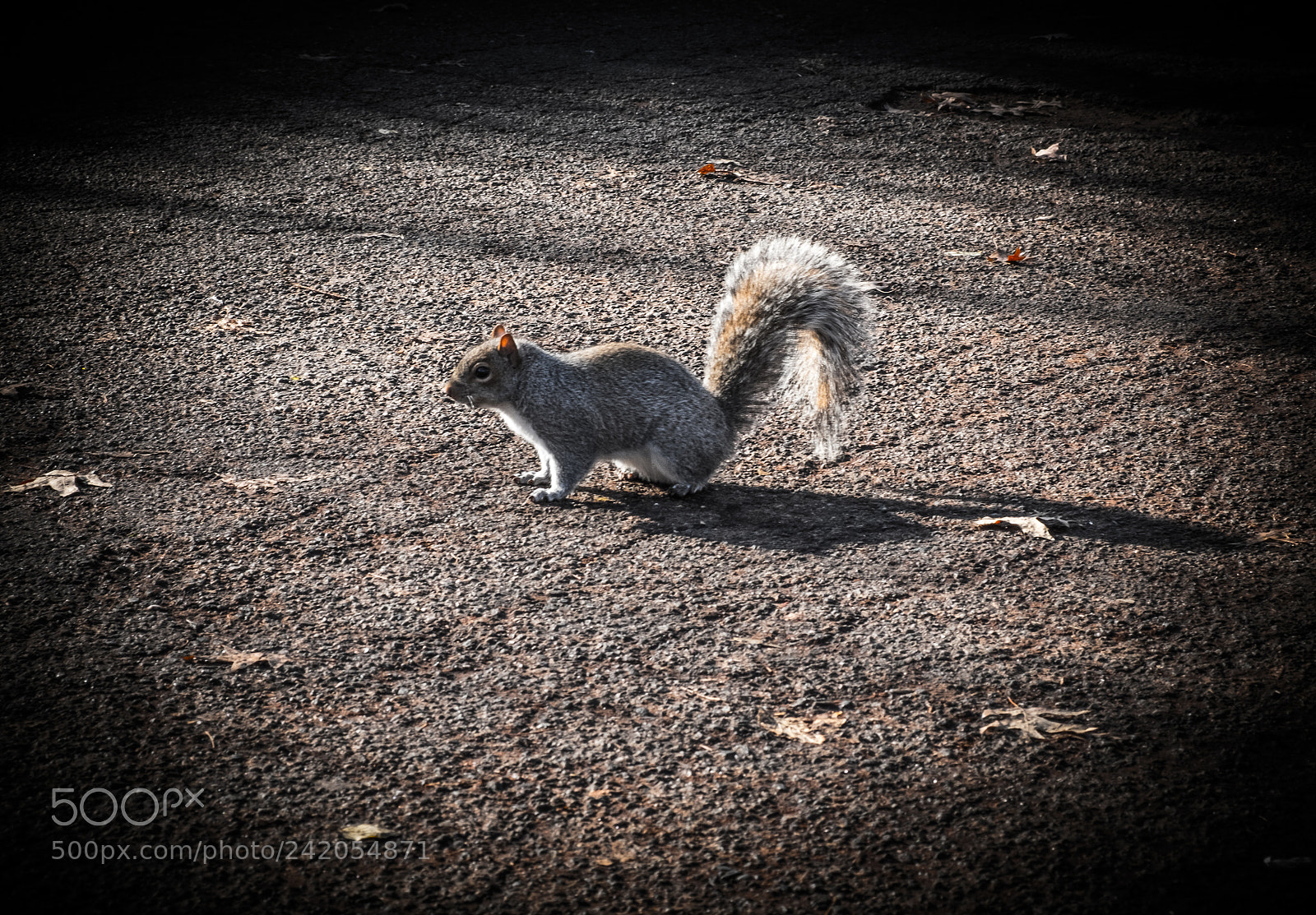 Fujifilm X-T2 sample photo. Squirrel photography