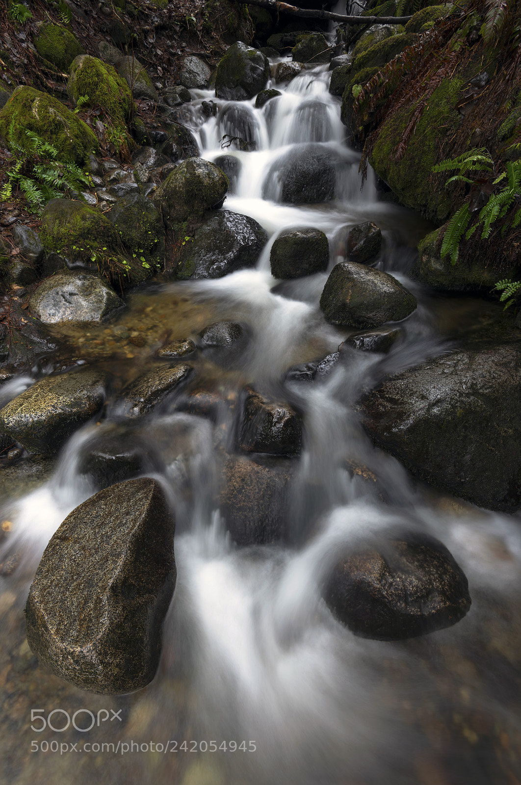Nikon D850 sample photo. Small magic photography