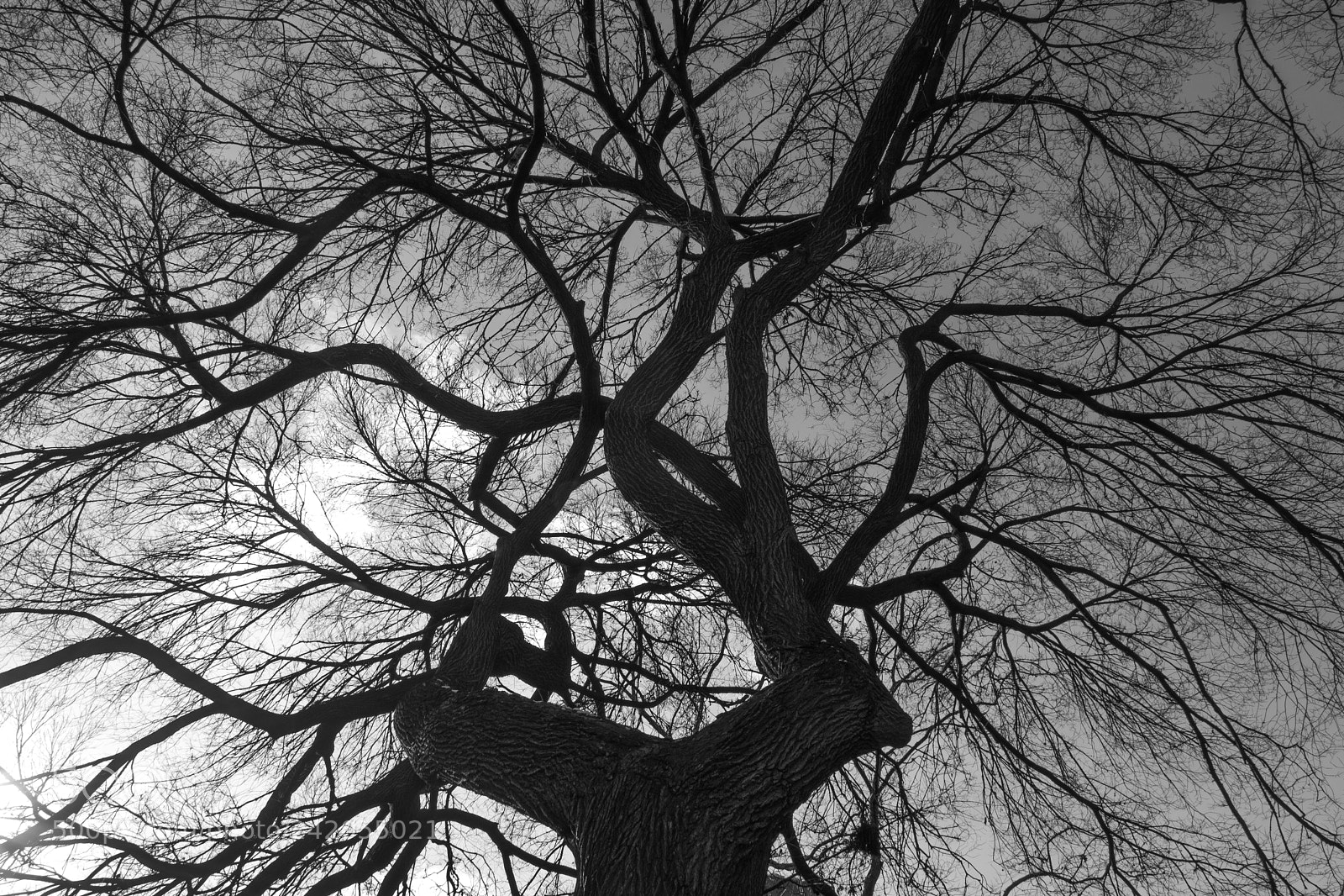 Fujifilm X-T2 sample photo. Tree of life photography