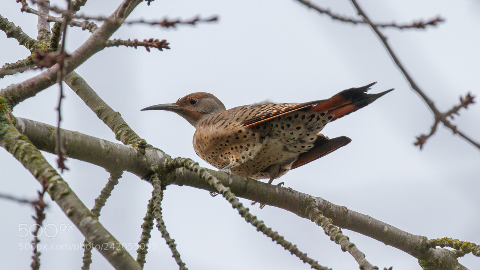Canon EOS 7D sample photo. Northern flicker photography