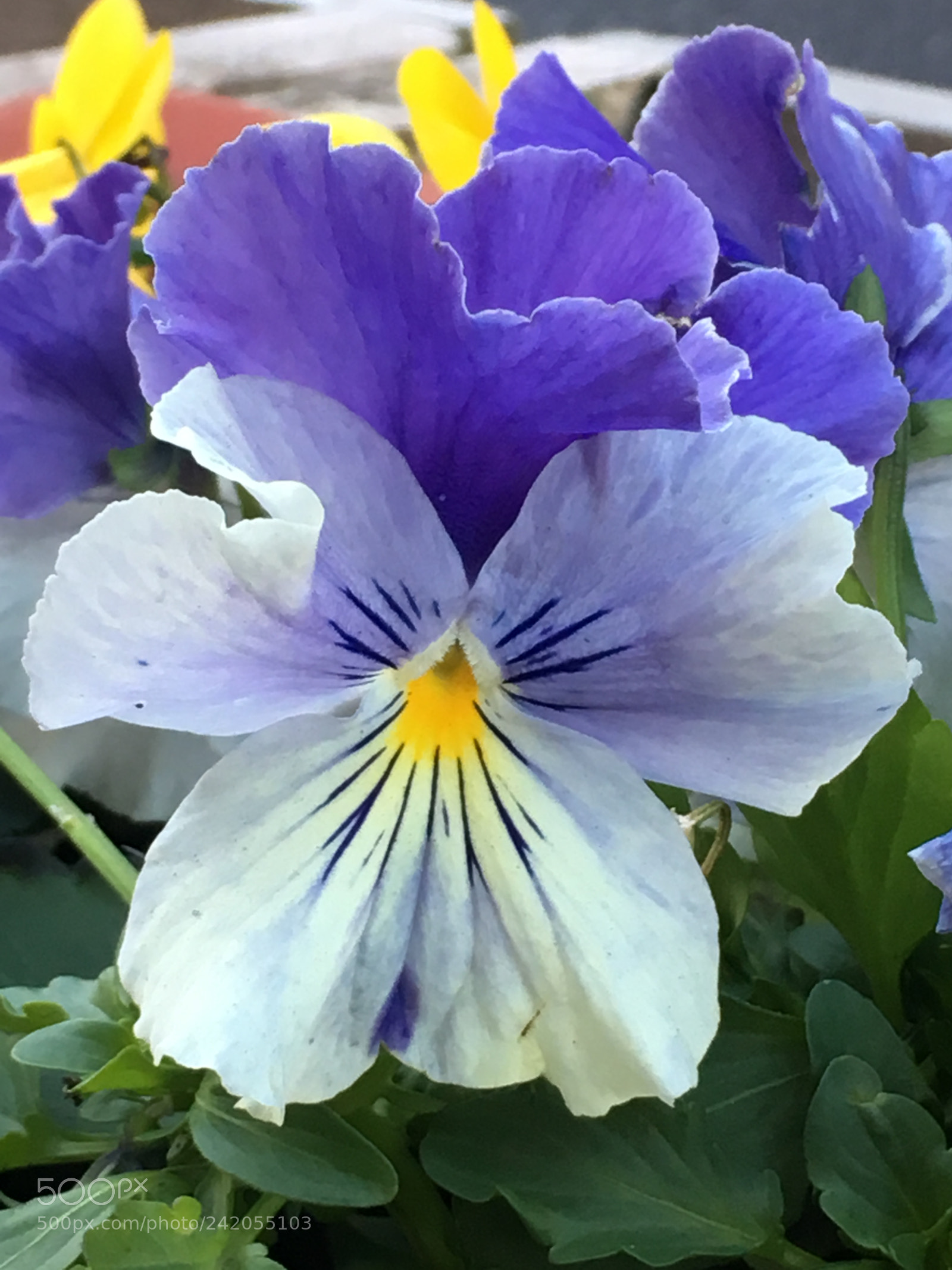 Apple iPhone 6s Plus sample photo. Winter2017 flowers photography